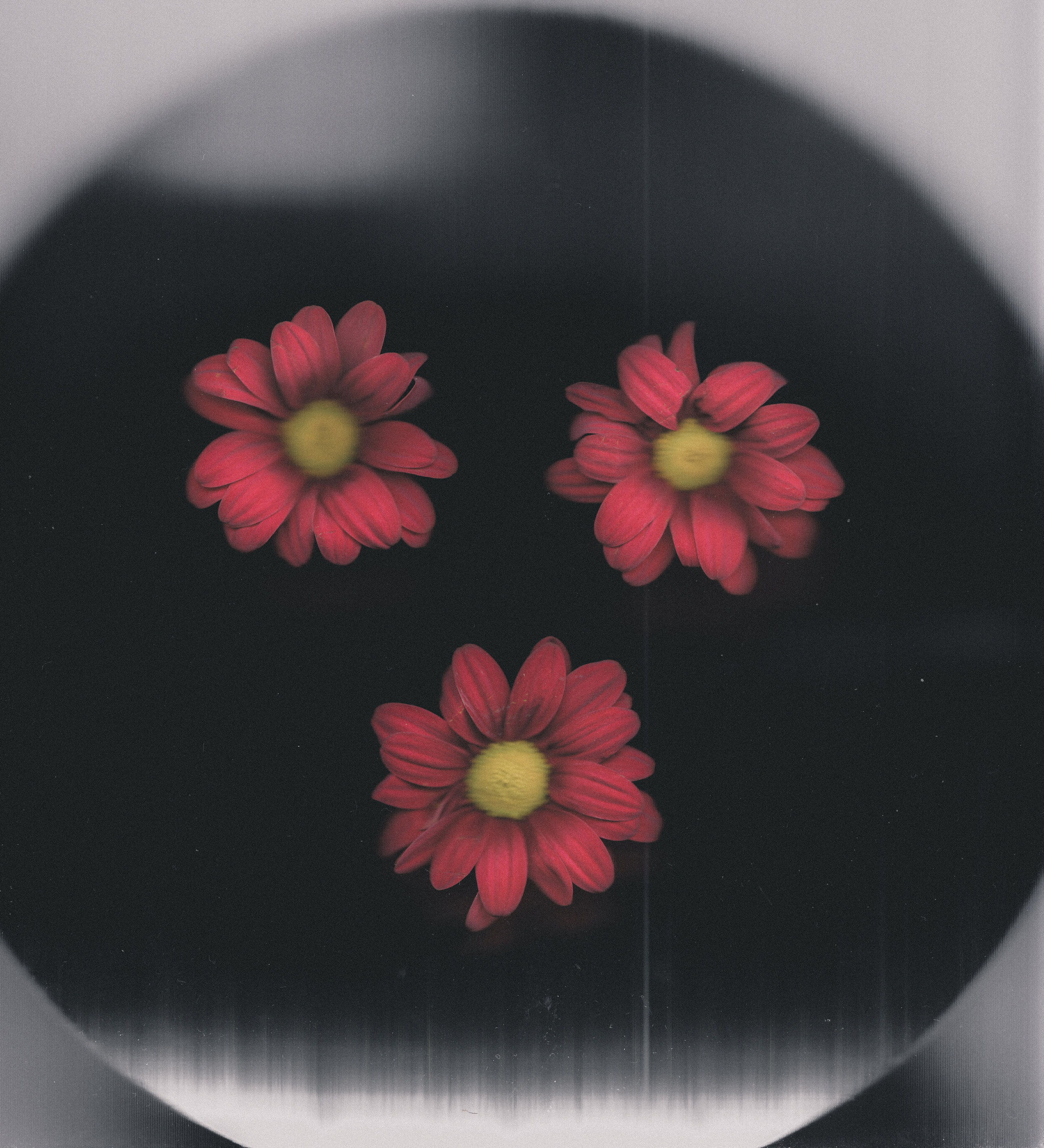 flower scan 3.11.20 (10).jpg