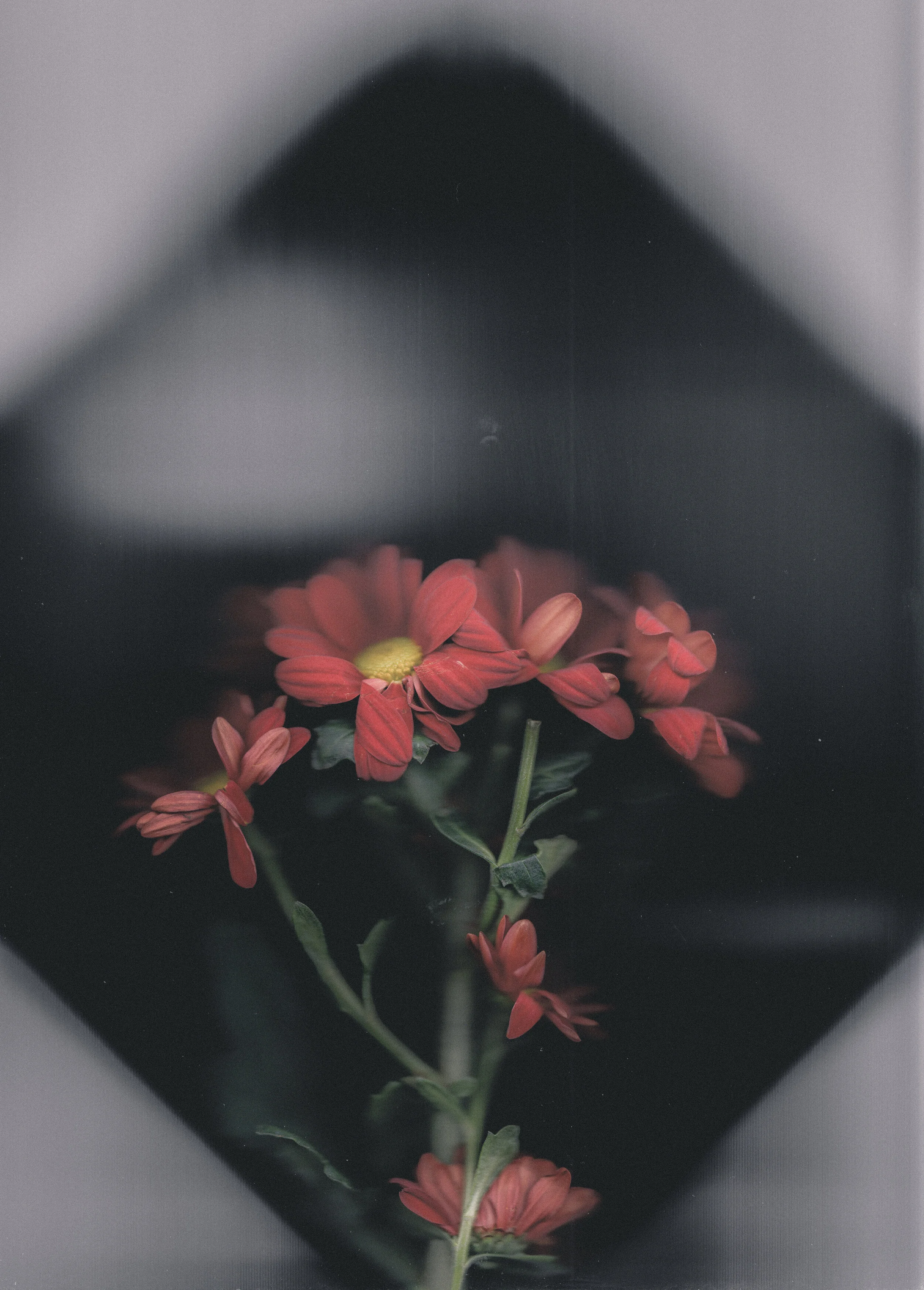 Scanned Flower Photography in Cornwall, UK July 2020 - November 2020