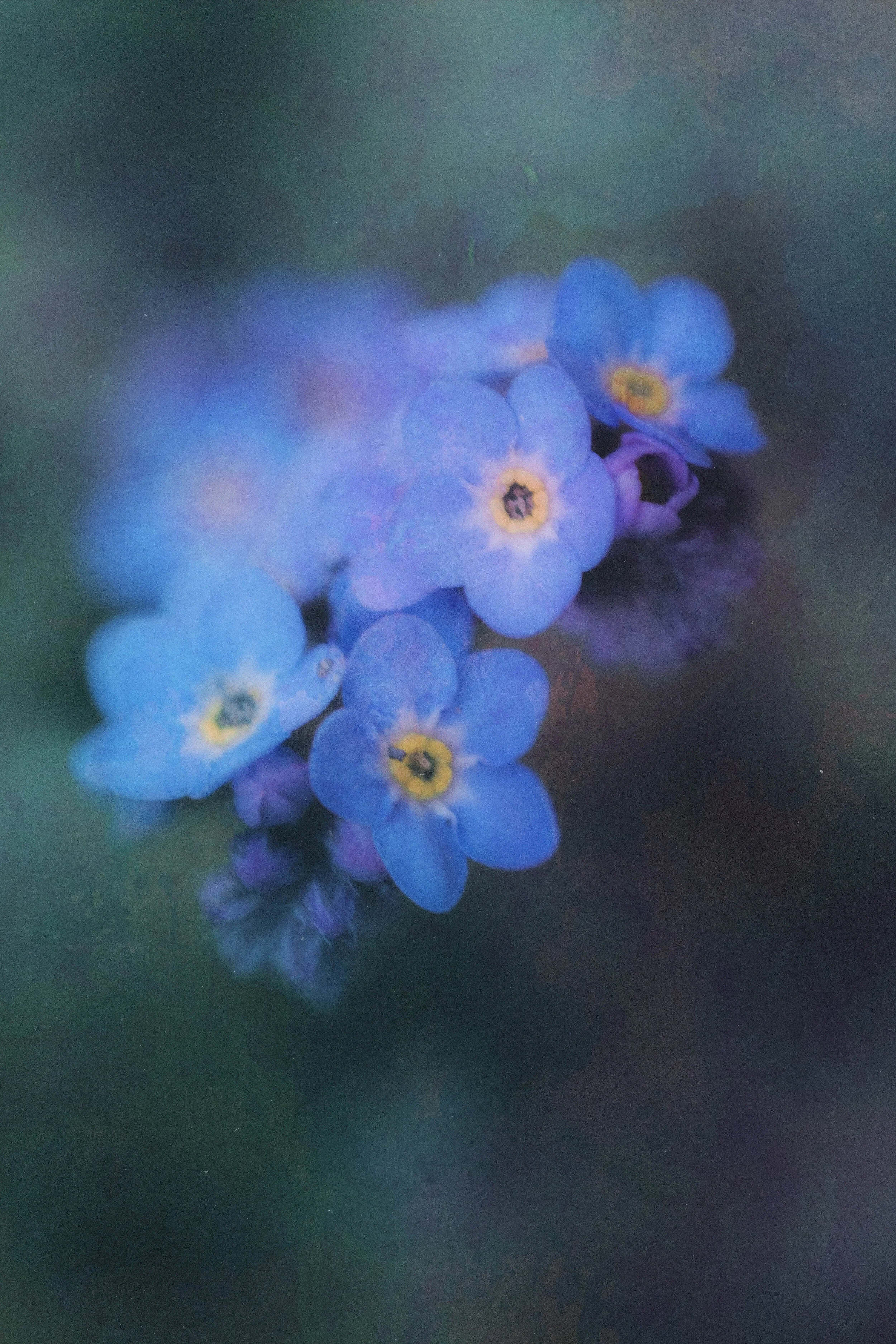 Flower Photography in Cornwall, UK