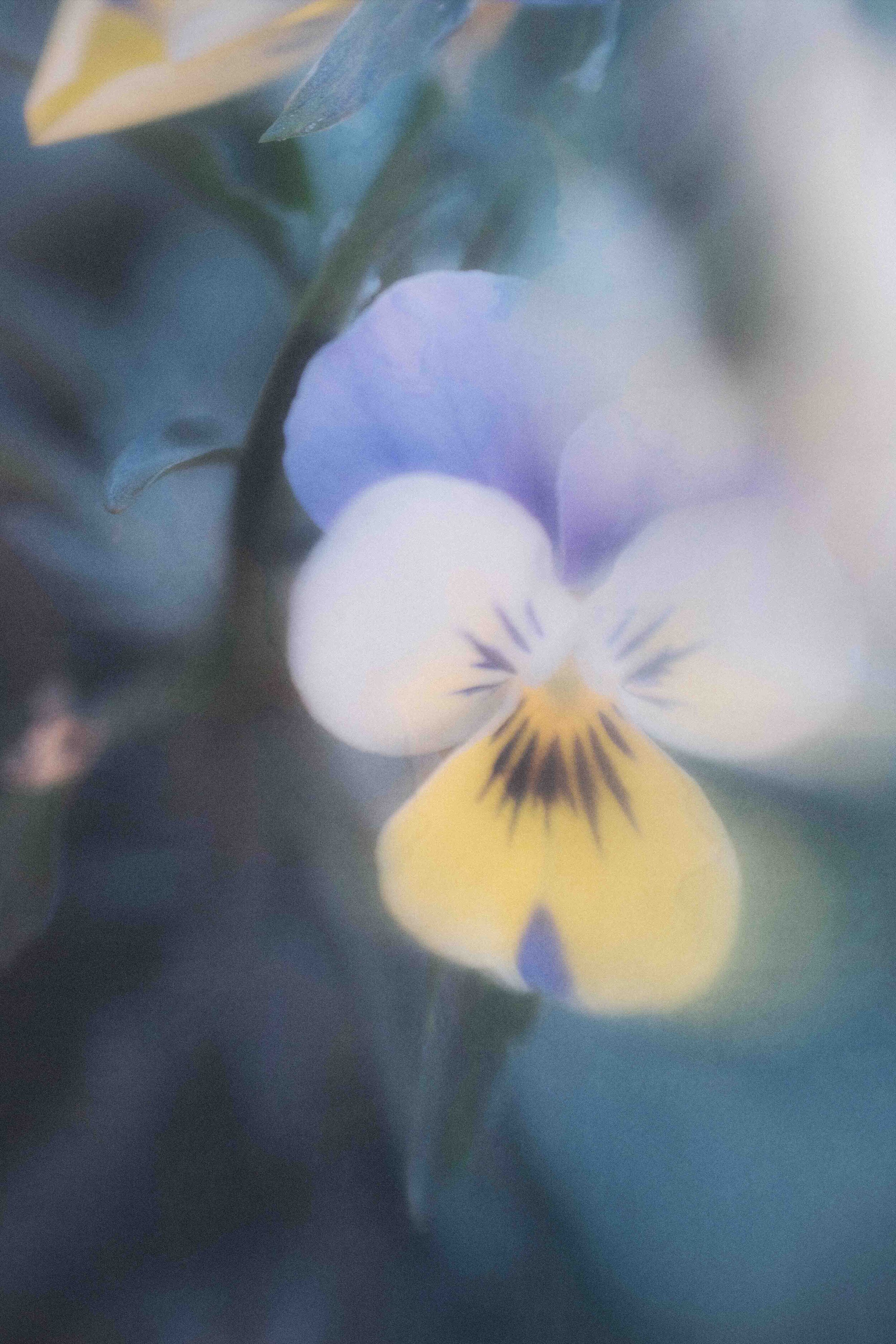  Flower Photography in Cornwall, UK 