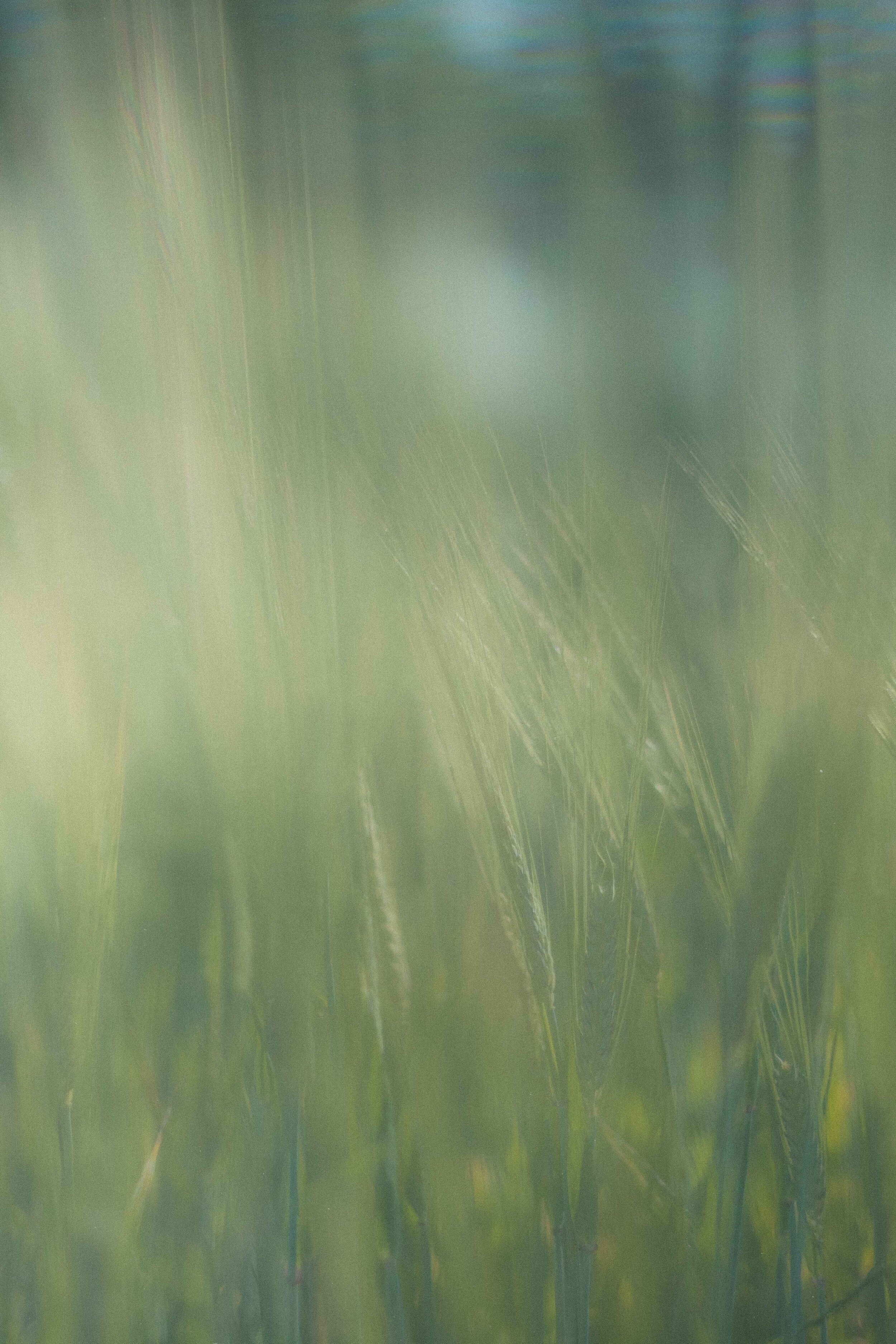  Flower Photography in Cornwall, UK 