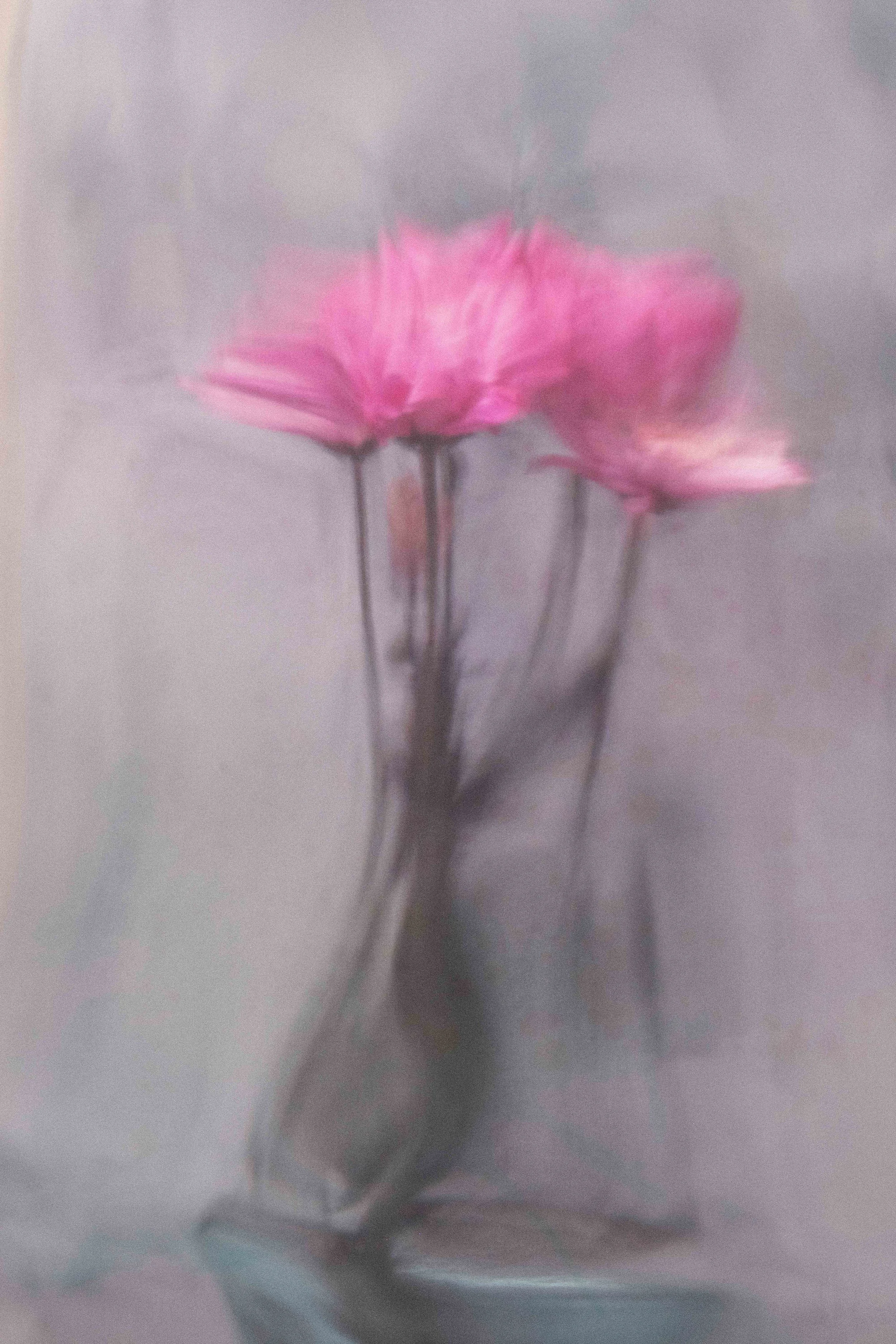 Flower Photography in Cornwall, October 2021 - December 2021