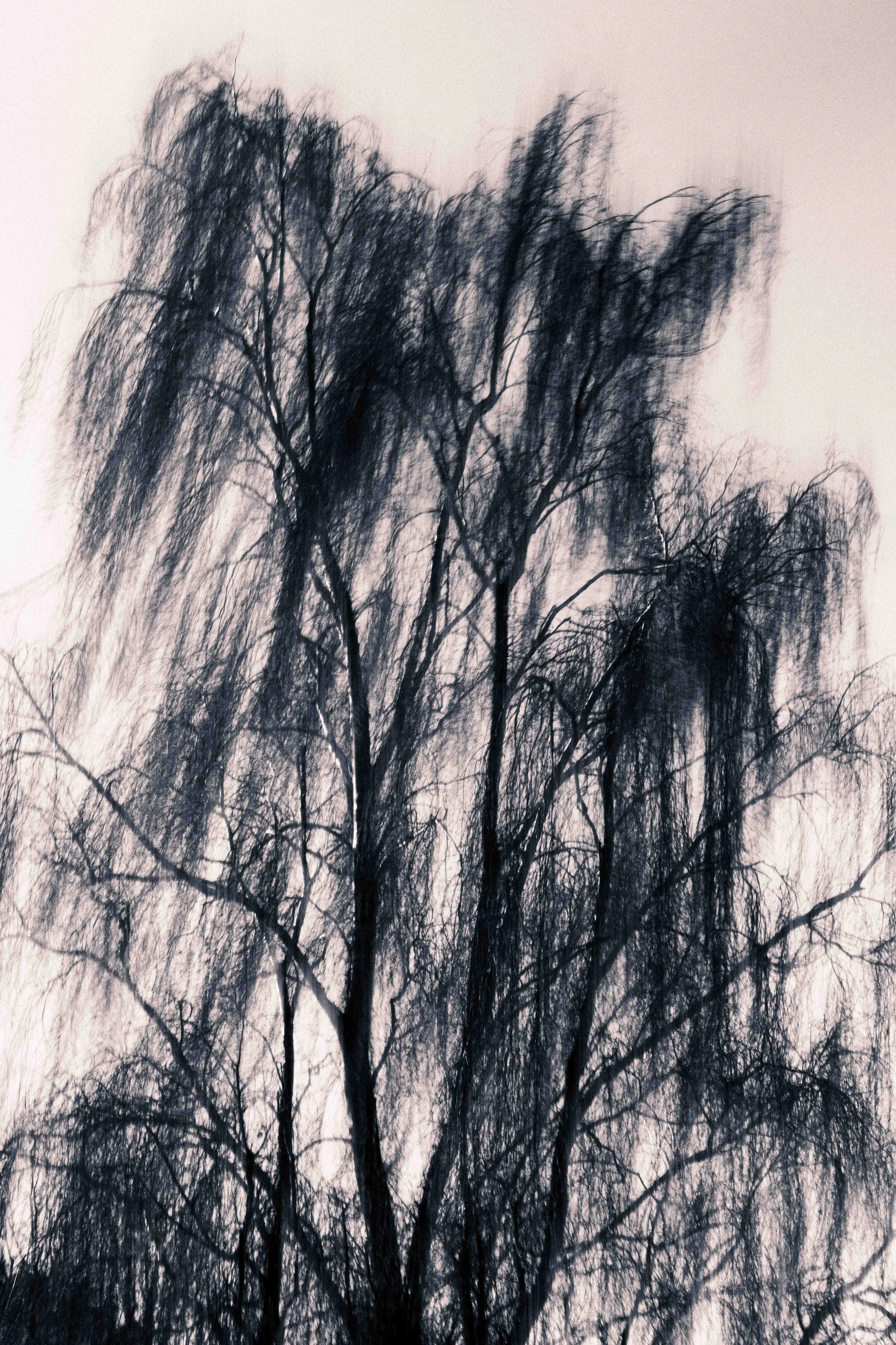 Abstract Woods in Cornwall, UK