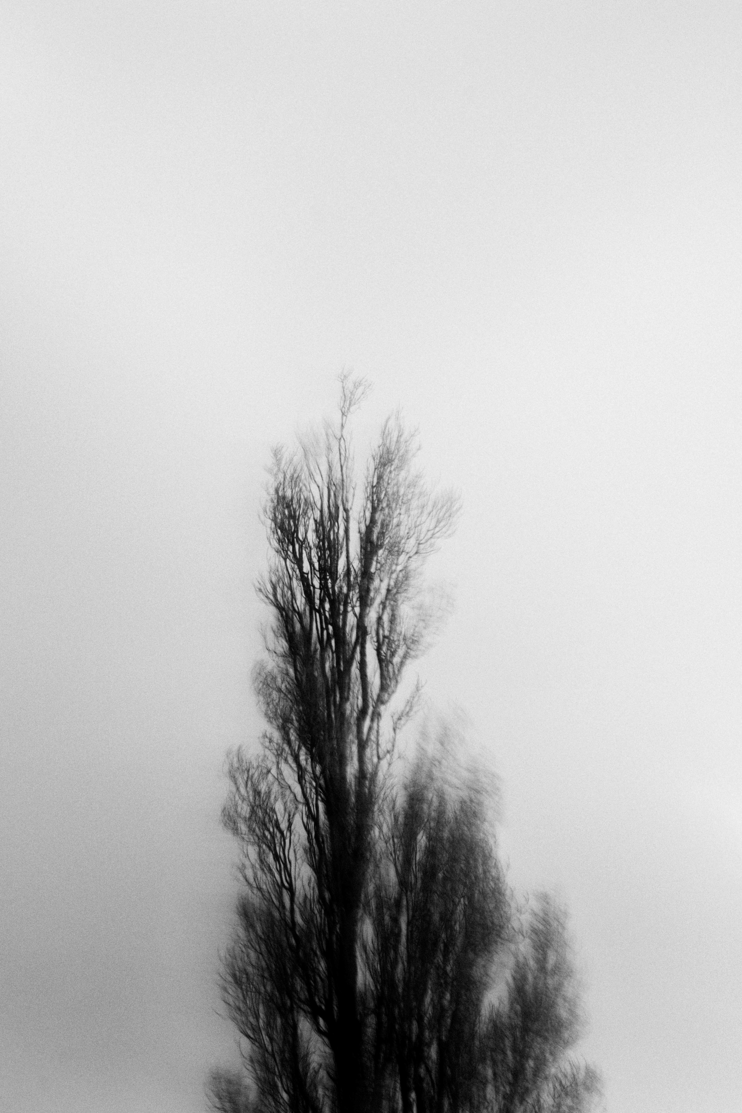 Abstract Woods in Cornwall, UK
