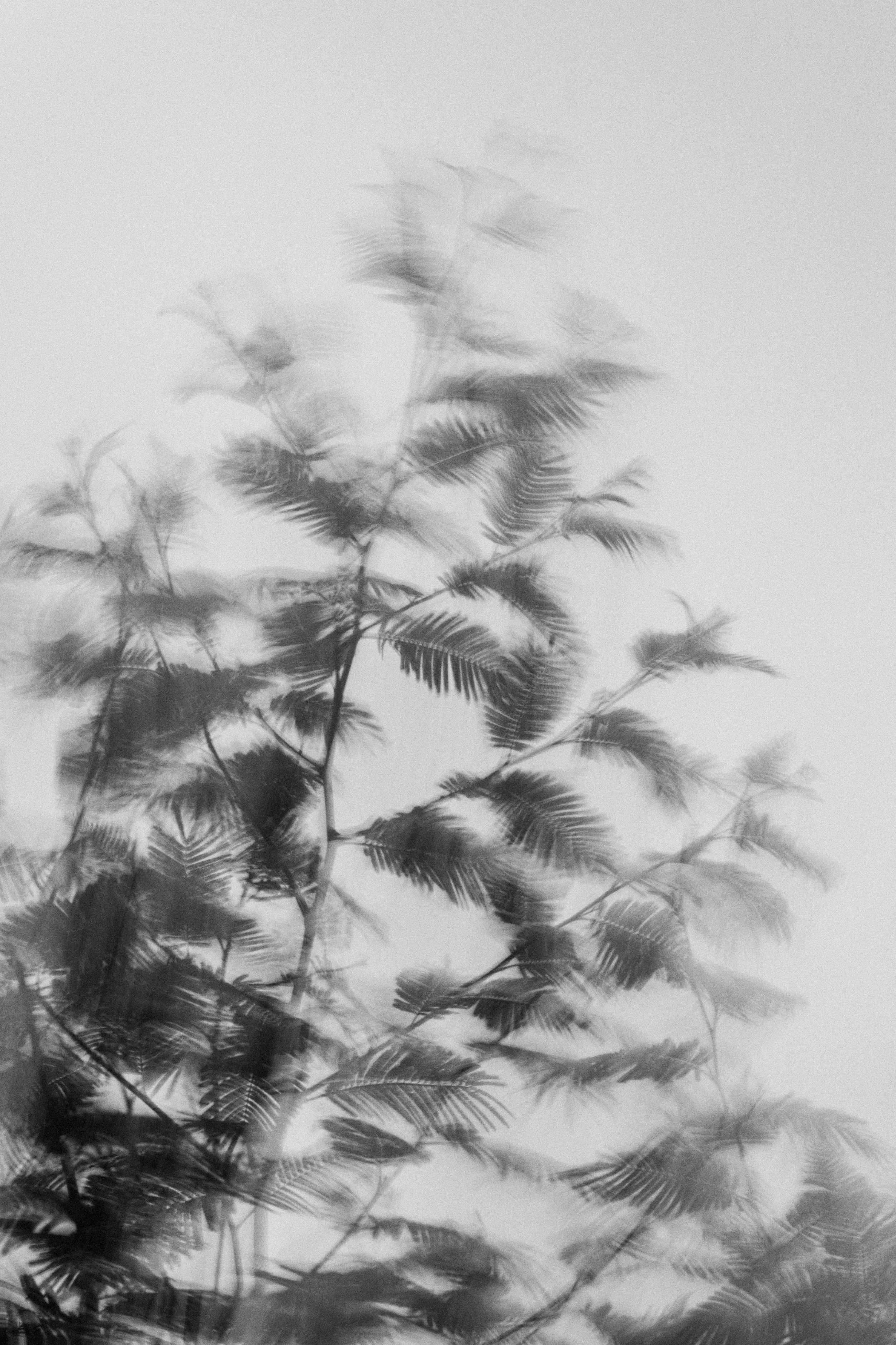 Abstract Woods in Cornwall, UK