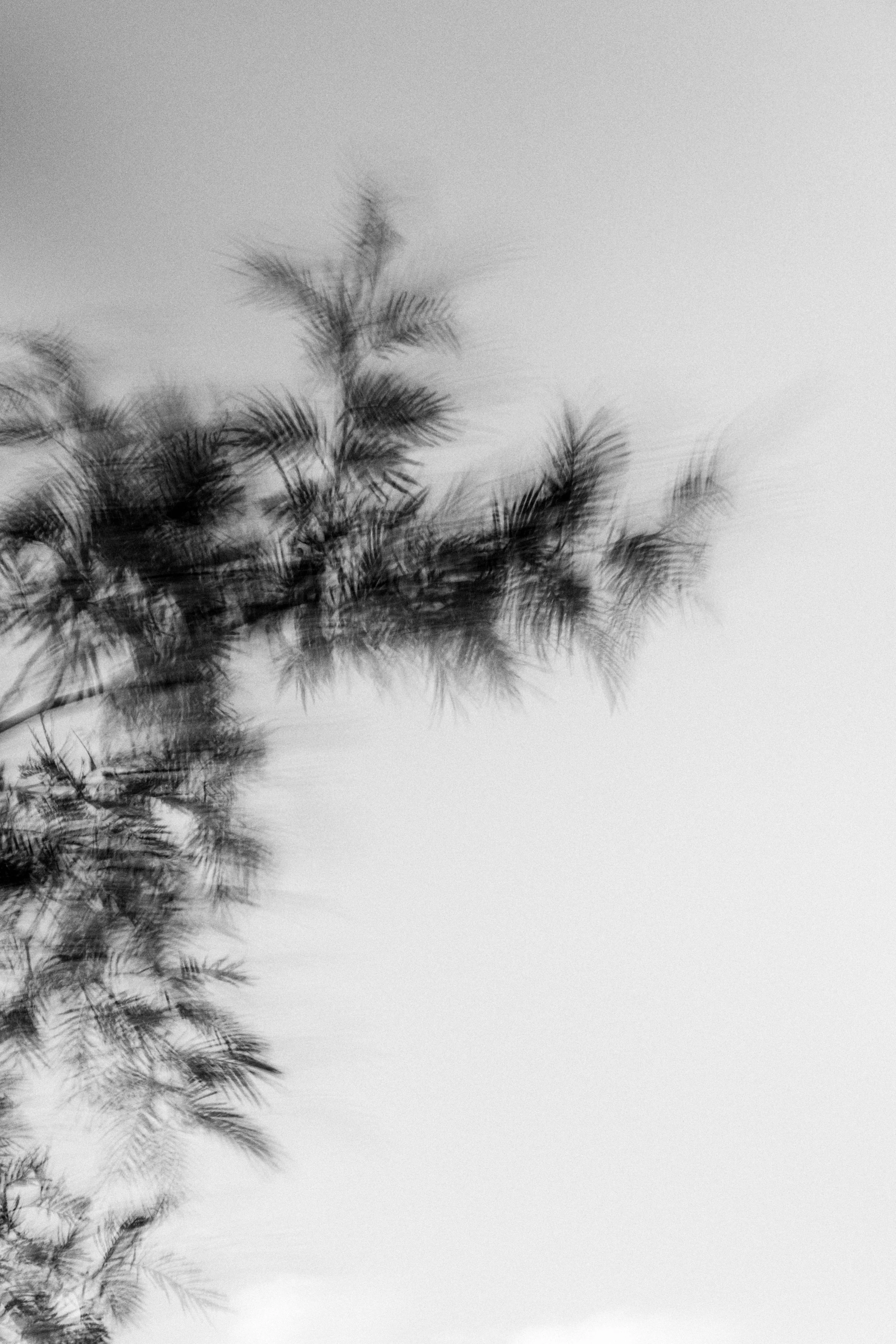  Abstract Woods in Cornwall, UK 
