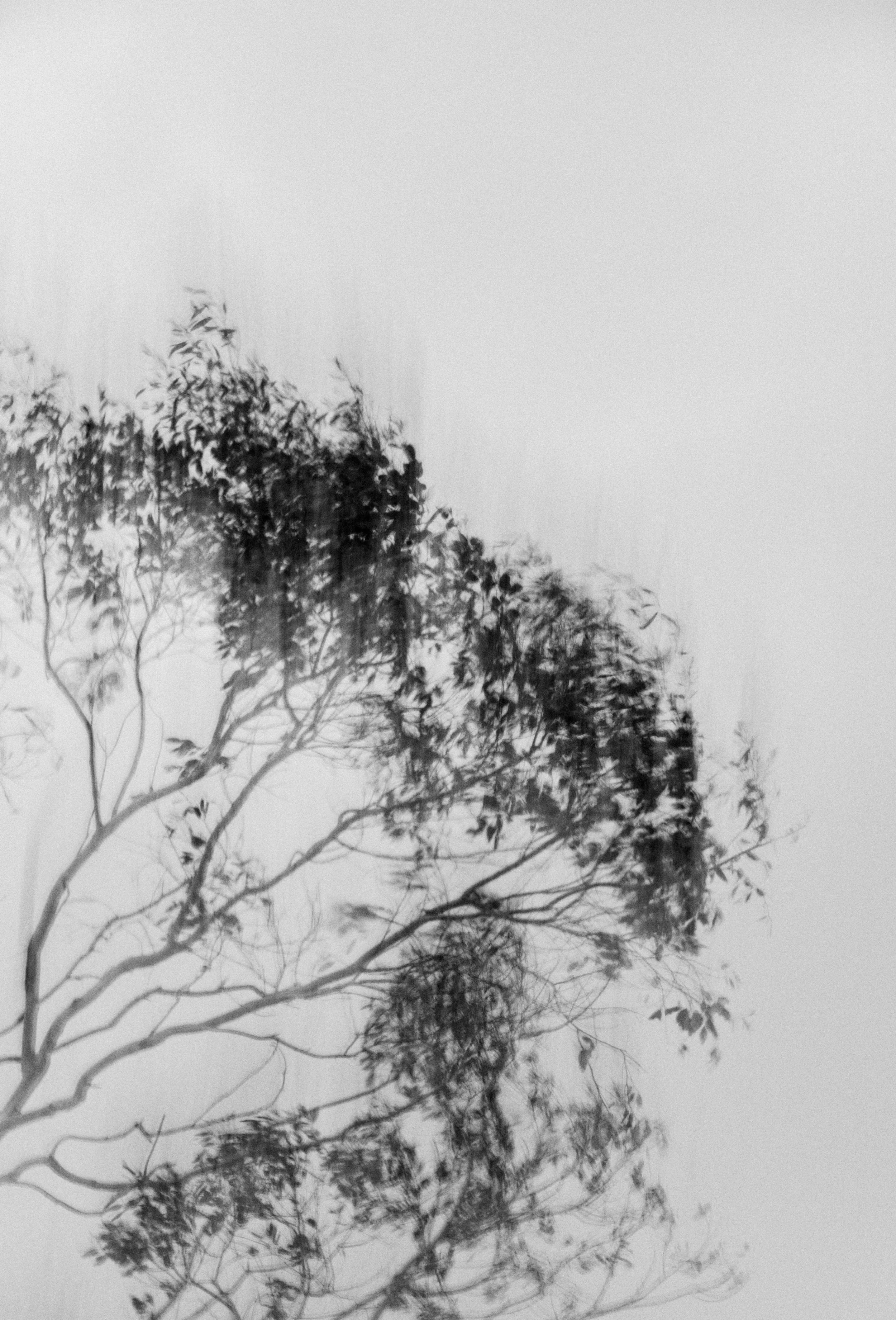  Abstract Woods in Cornwall, UK 