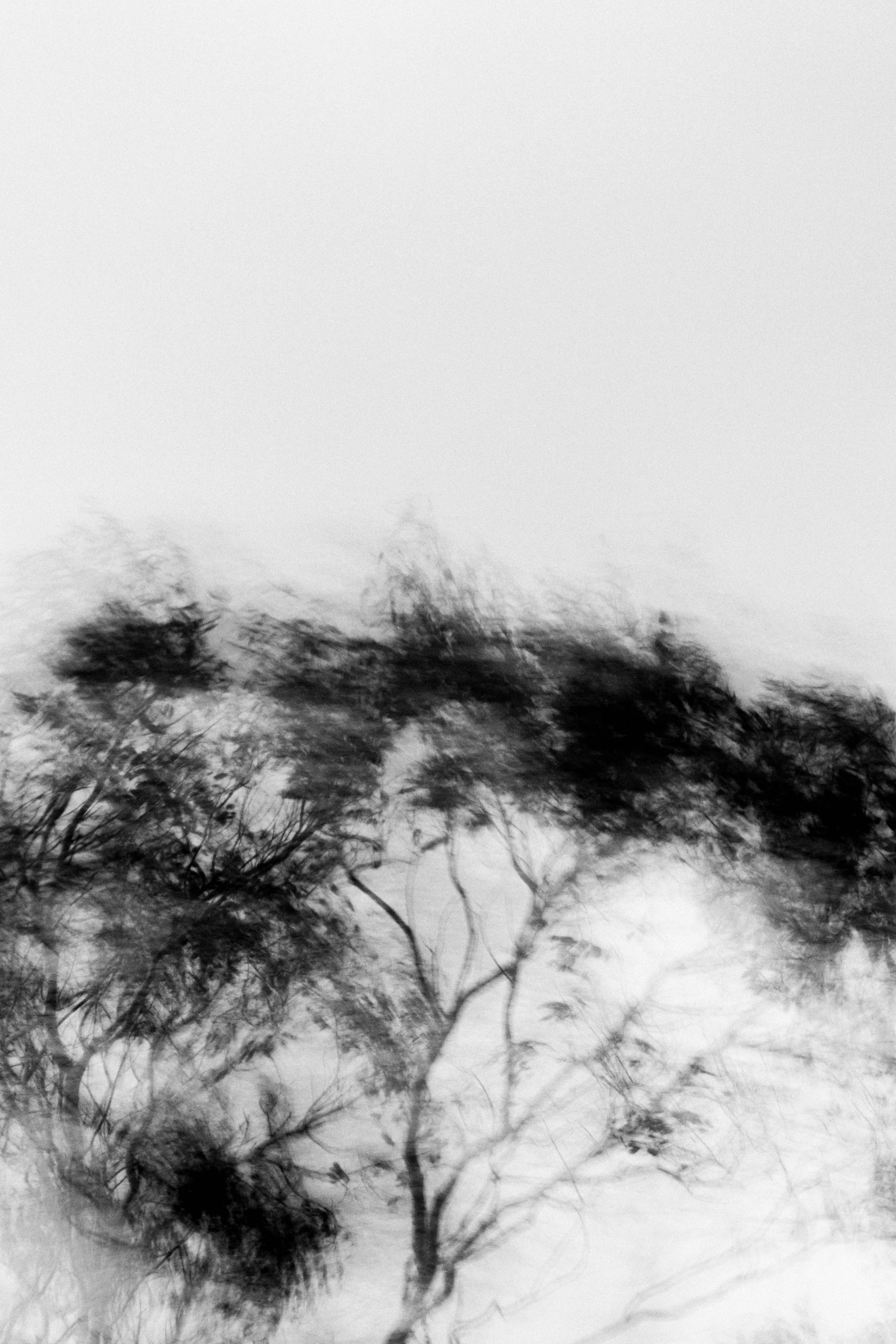  Abstract Woods in Cornwall, UK 