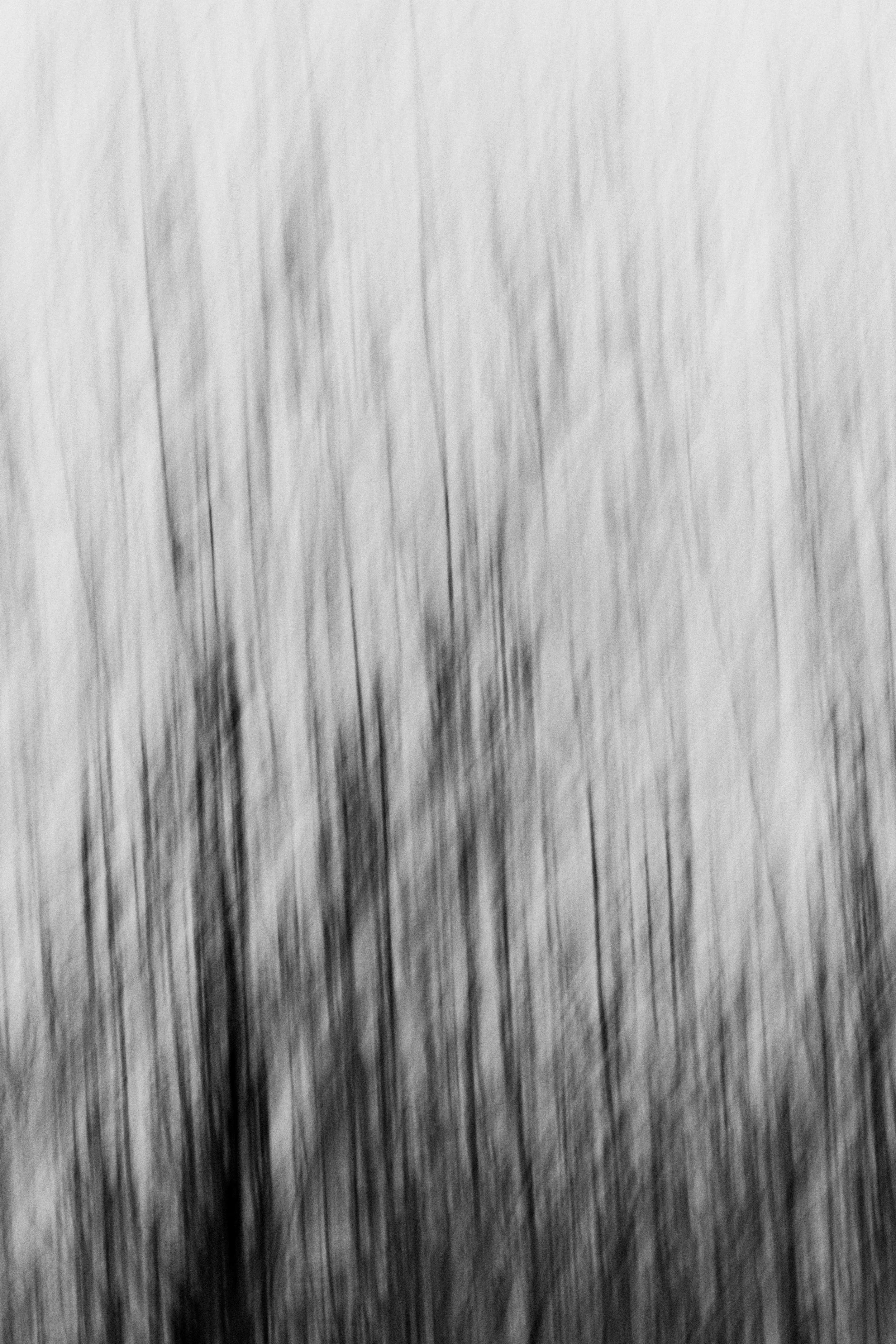  Abstract Woods in Cornwall, UK 