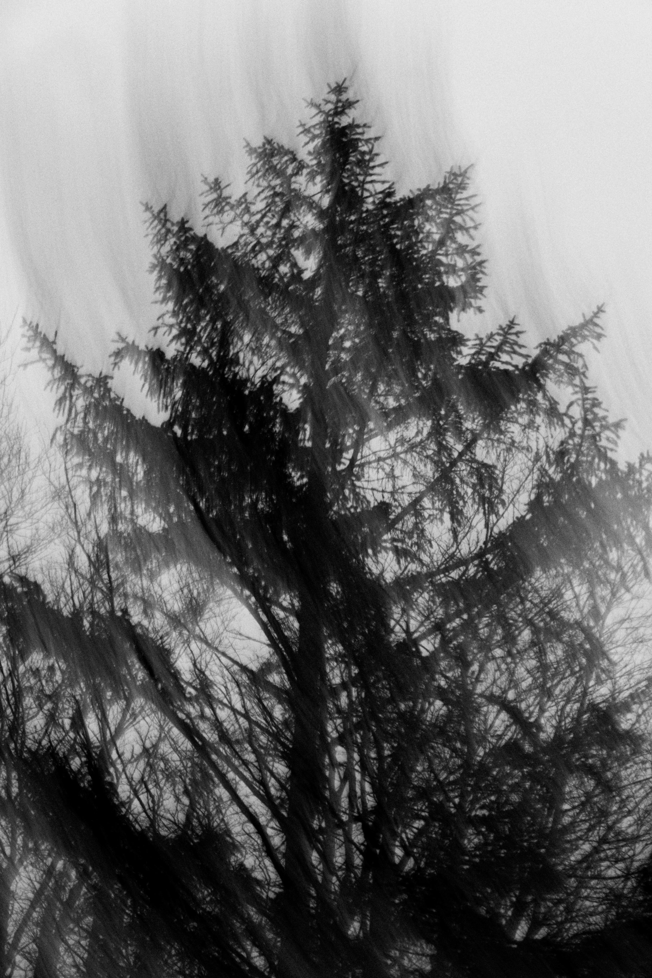  Abstract Woods in Cornwall, UK 