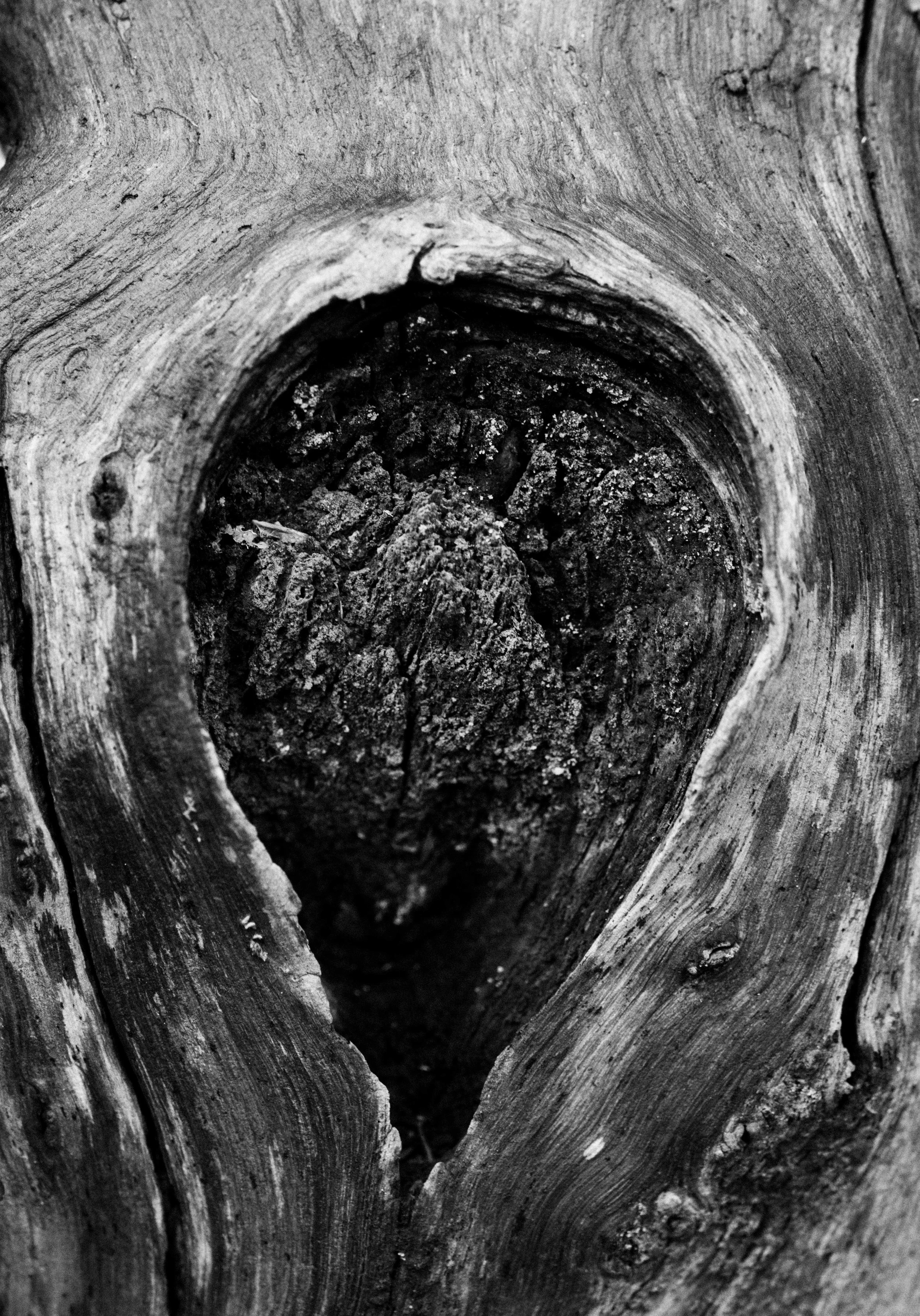  Abstract Woods in Cornwall, UK 