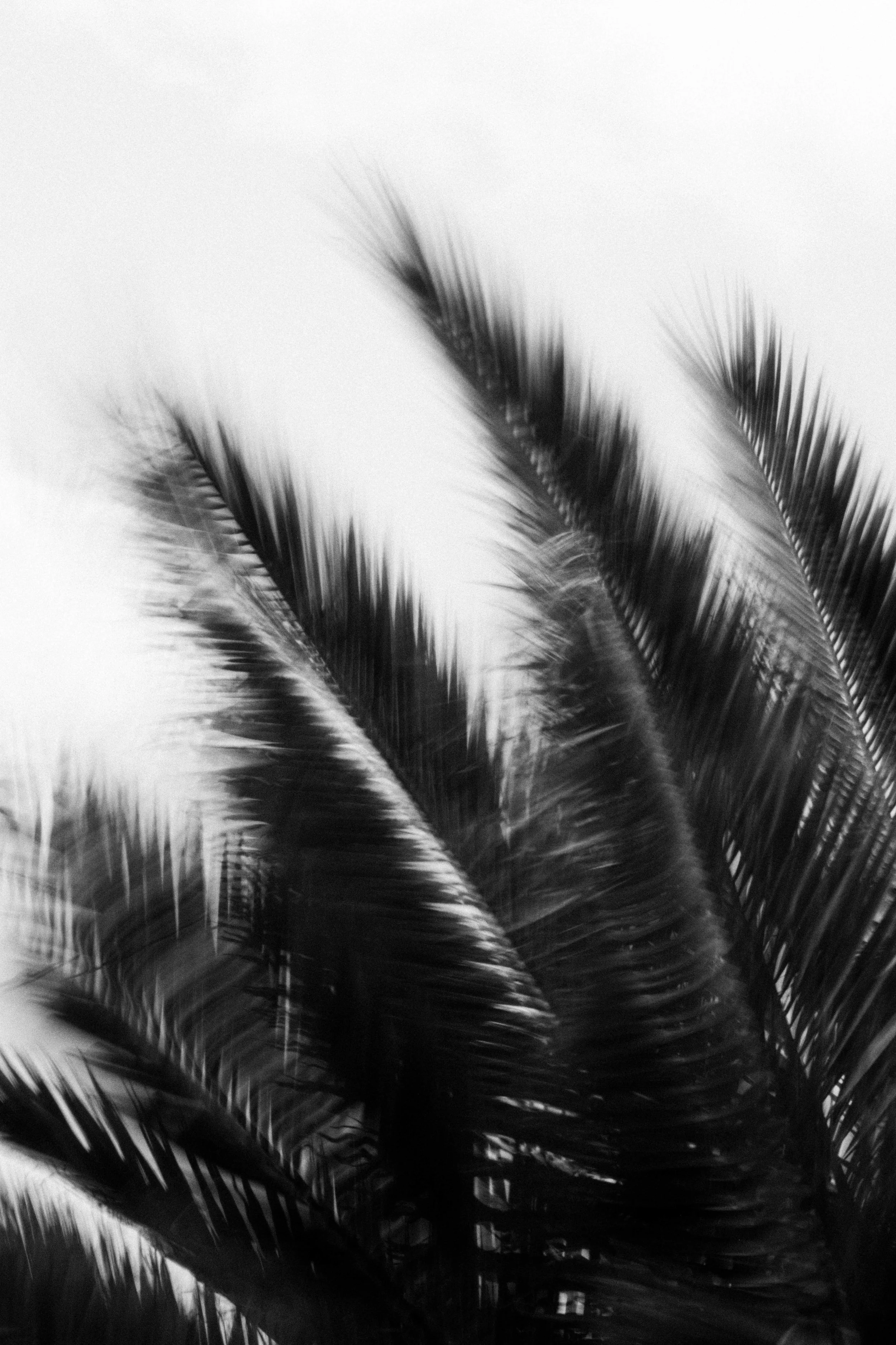  Abstract Woods in Cornwall, UK 