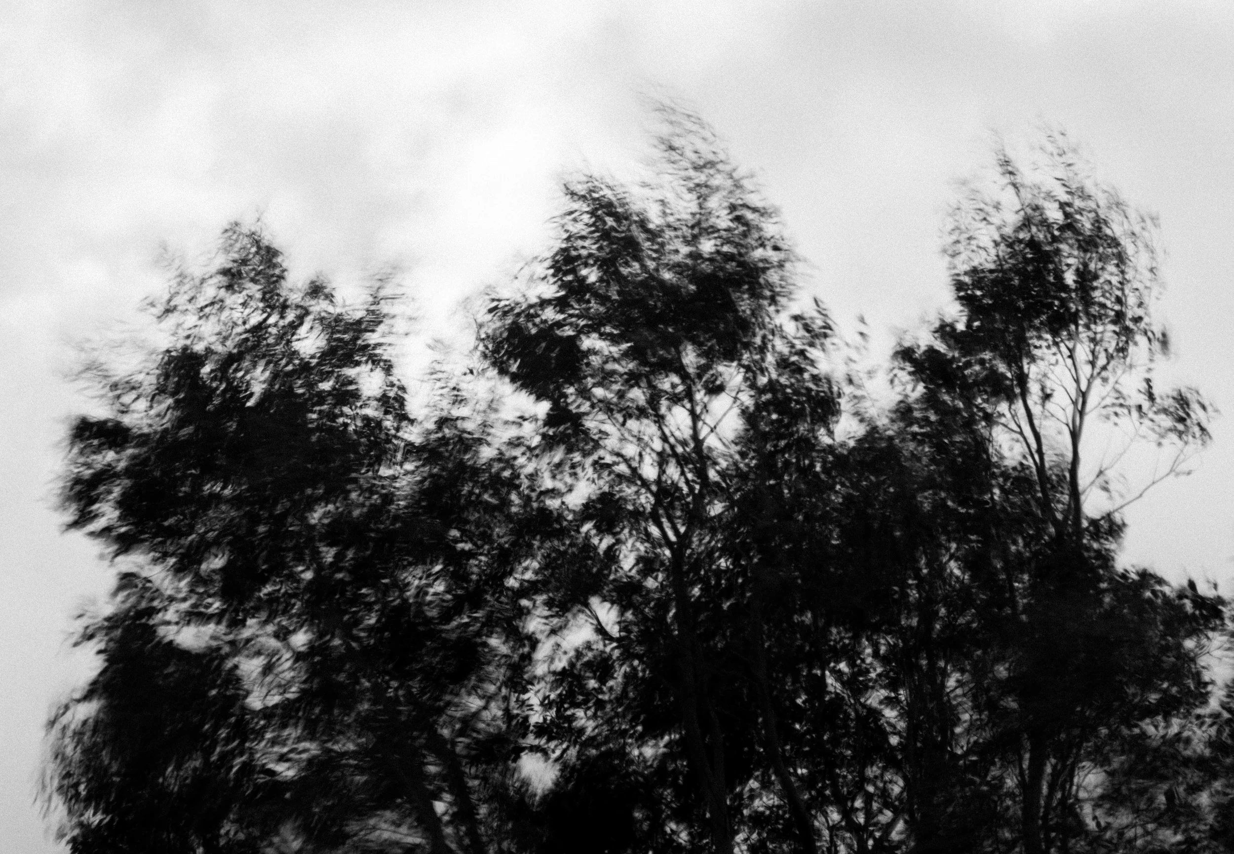  Abstract Woods in Cornwall, UK 