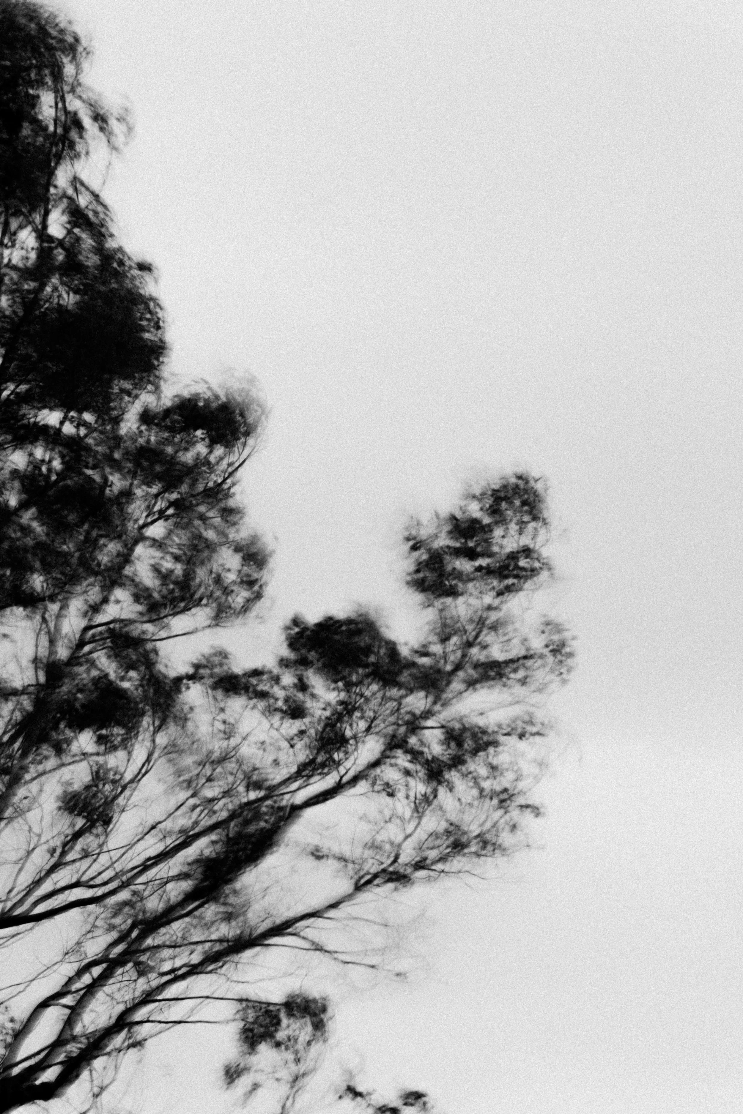  Abstract Woods in Cornwall, UK 