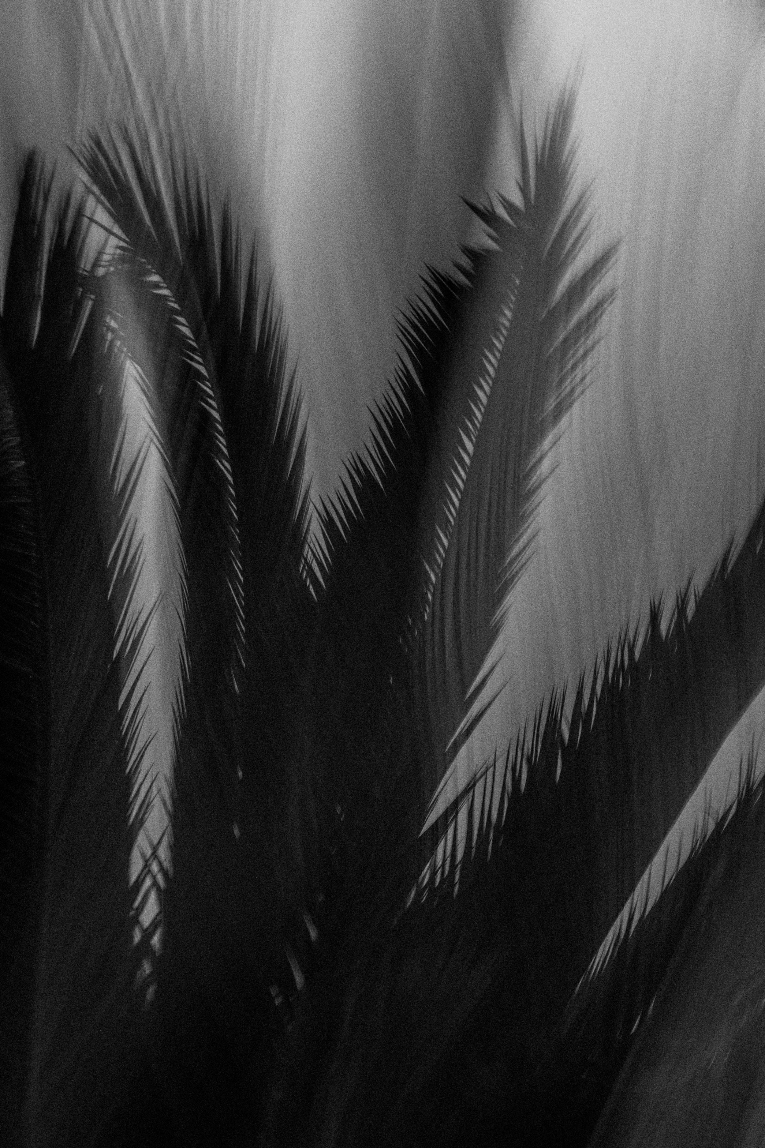  Abstract Woods in Cornwall, UK 