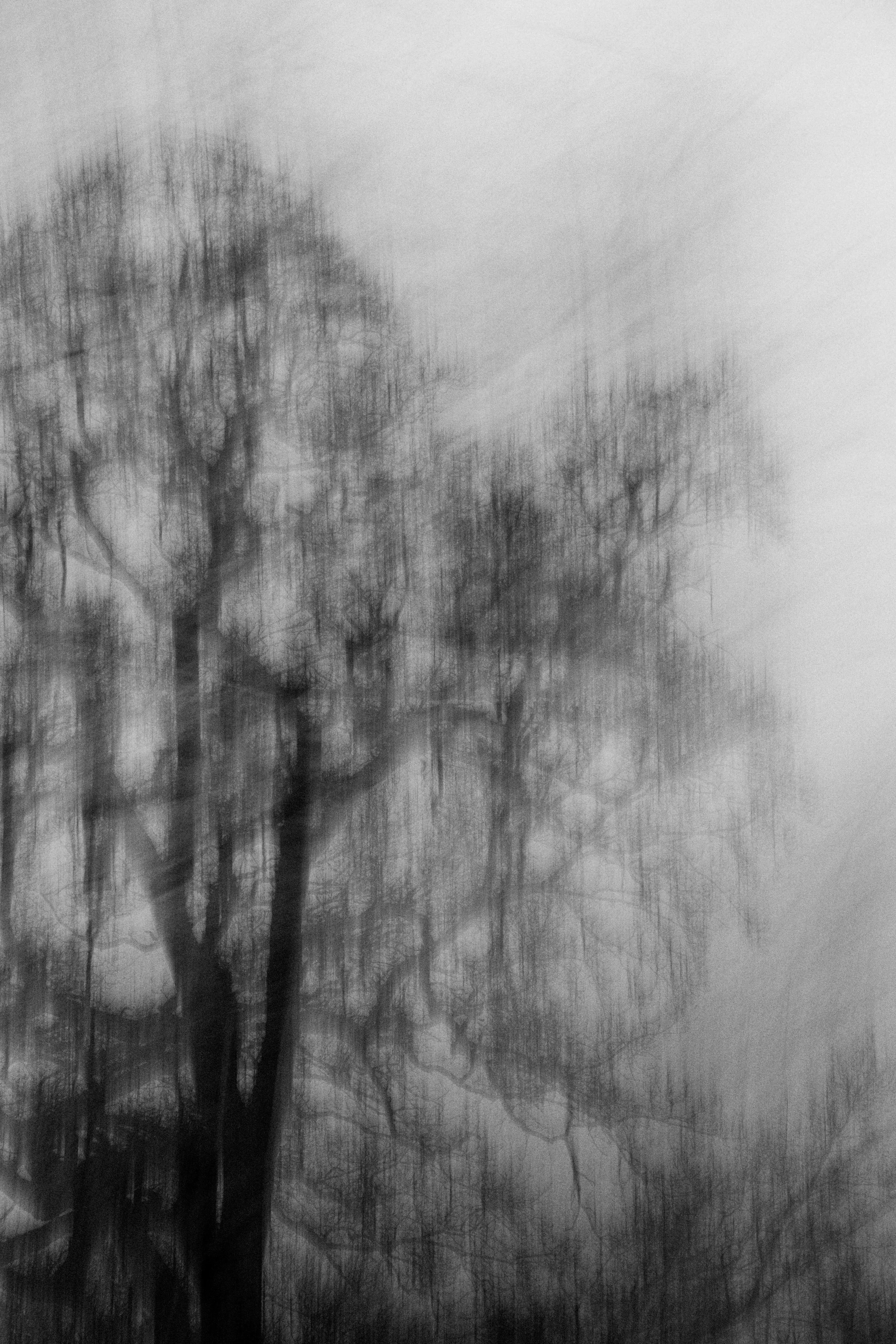 Abstract Woods in Cornwall, UK