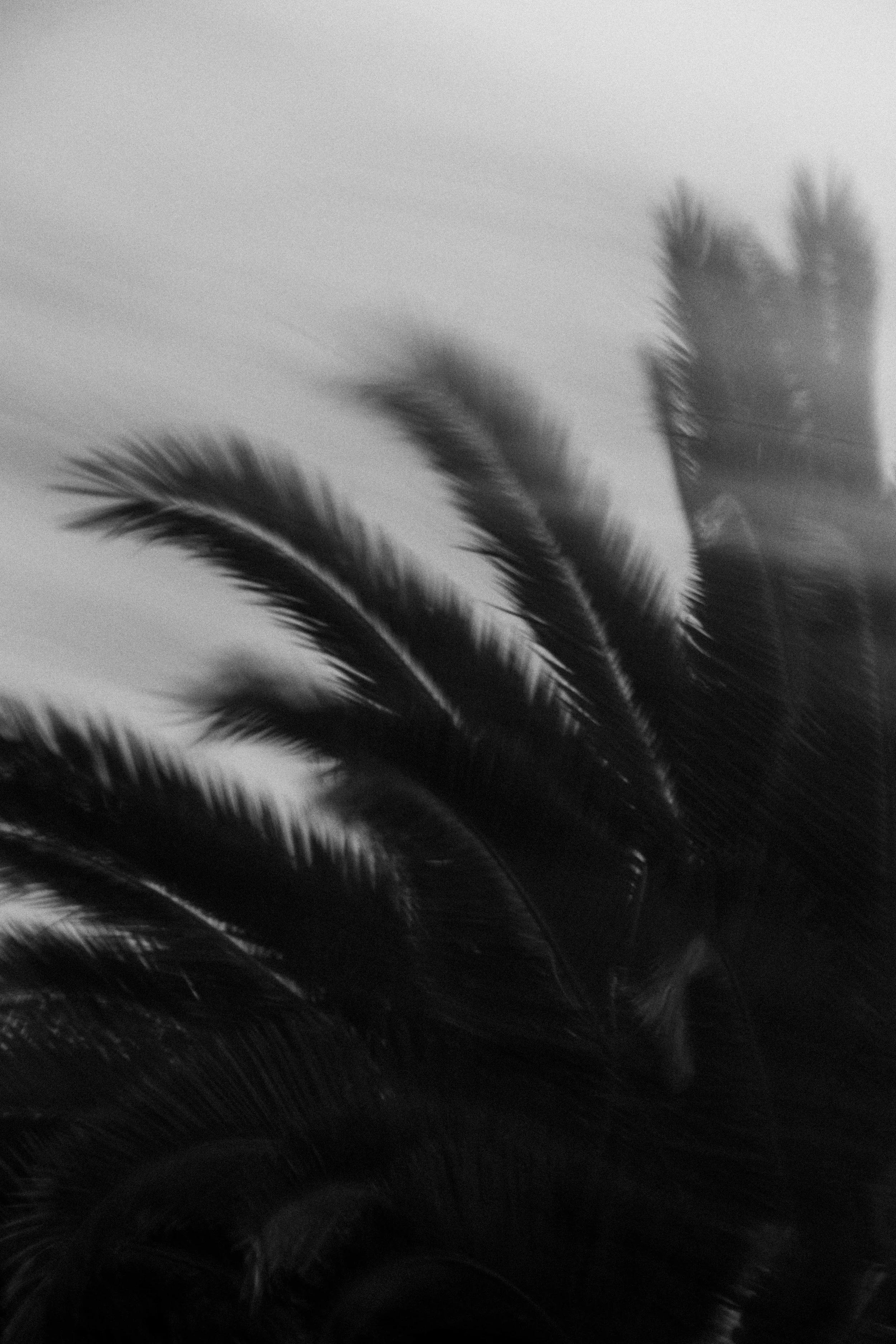  Abstract Woods in Cornwall, UK 