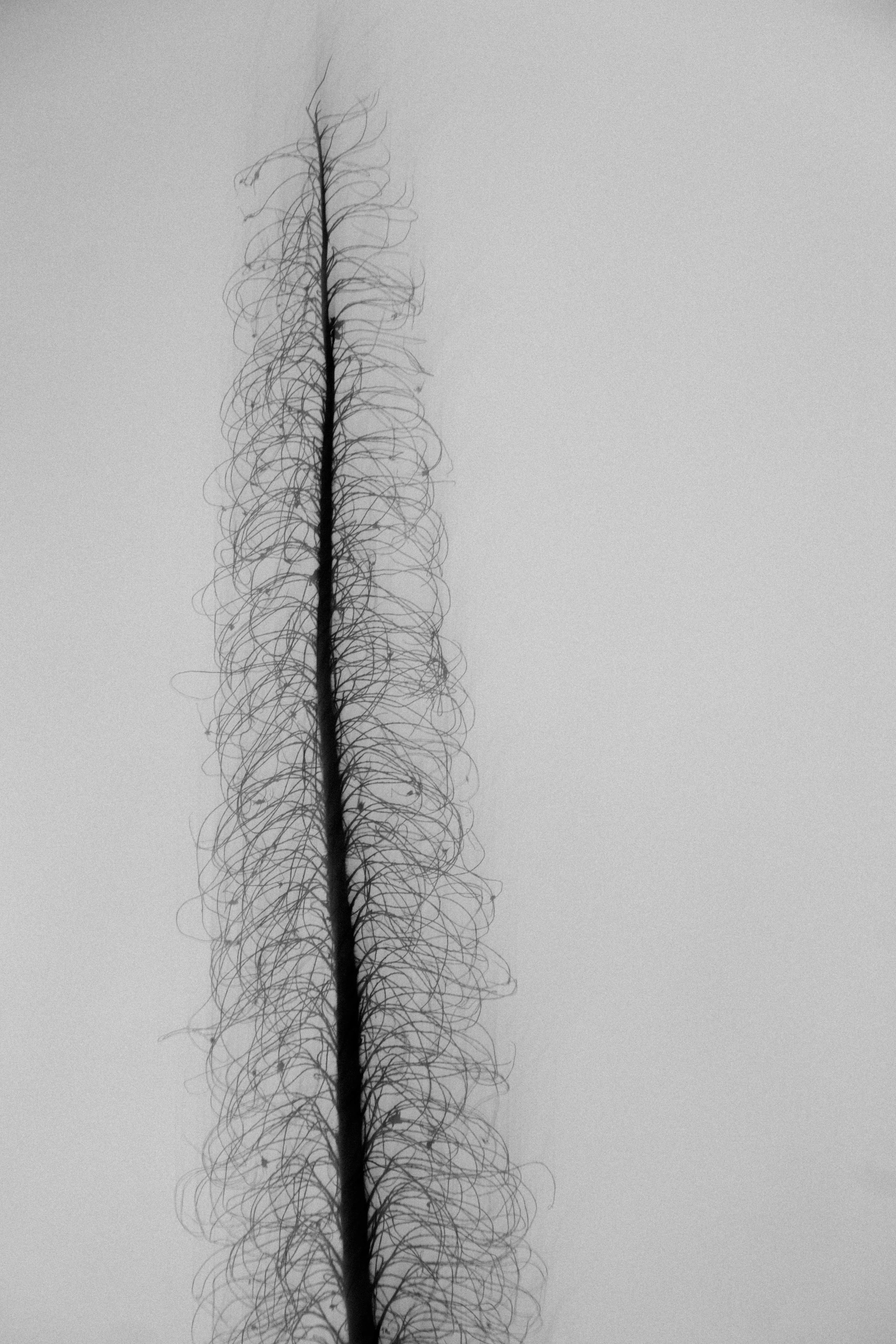  Abstract Woods in Cornwall, UK 