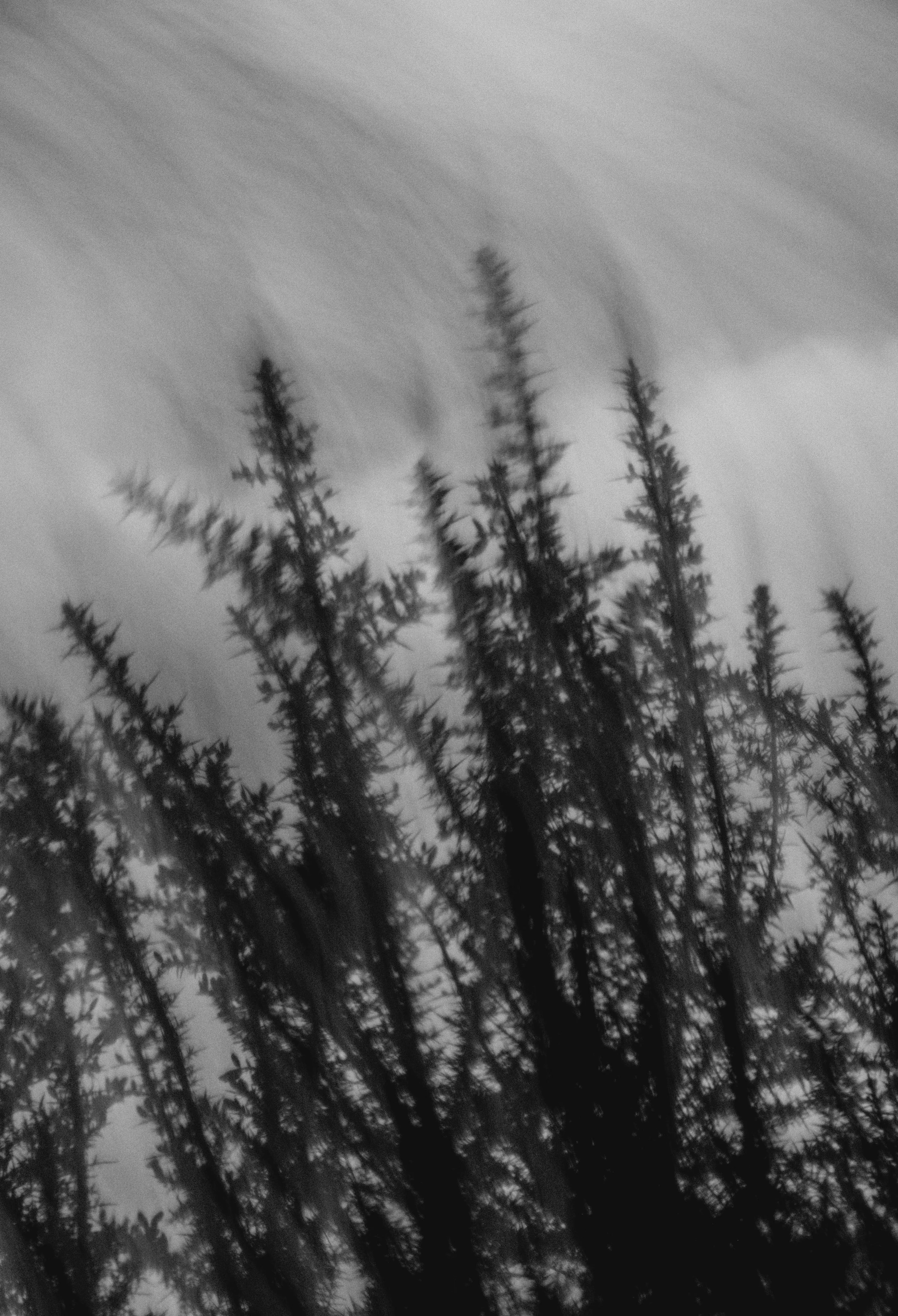  Abstract Woods in Cornwall, UK 