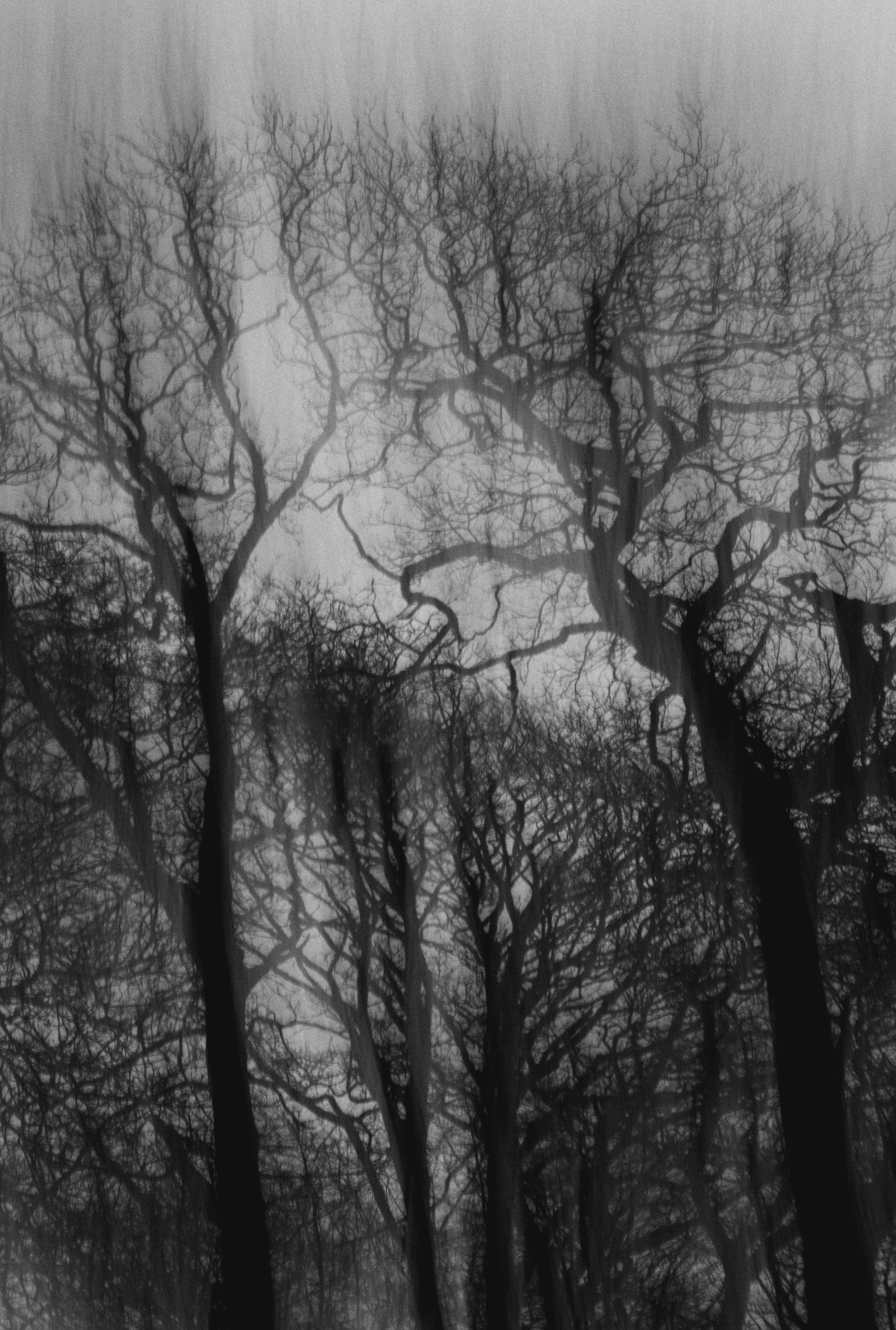  Abstract Woods in Cornwall, UK 