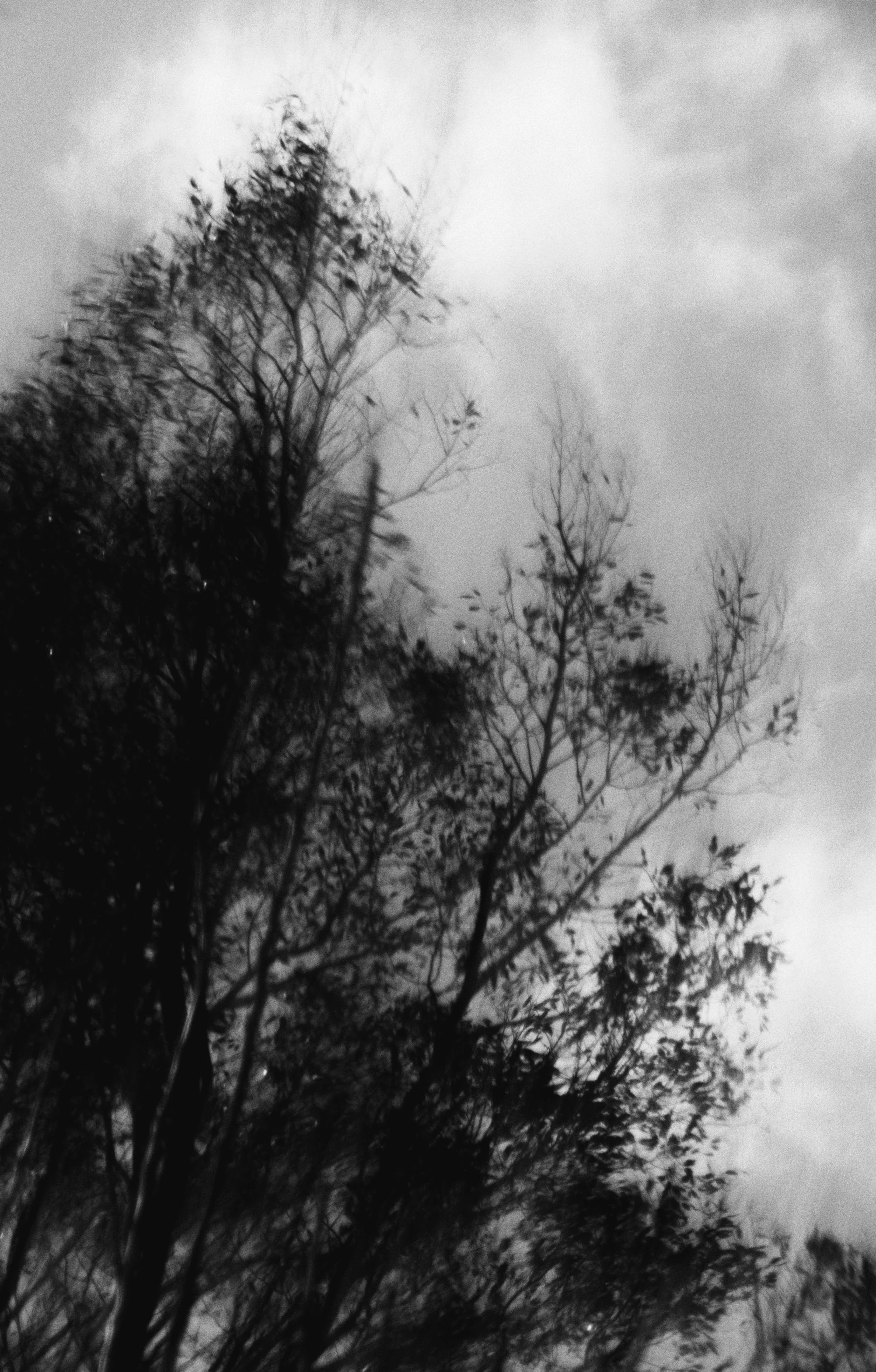 Abstract Woods in Cornwall, UK