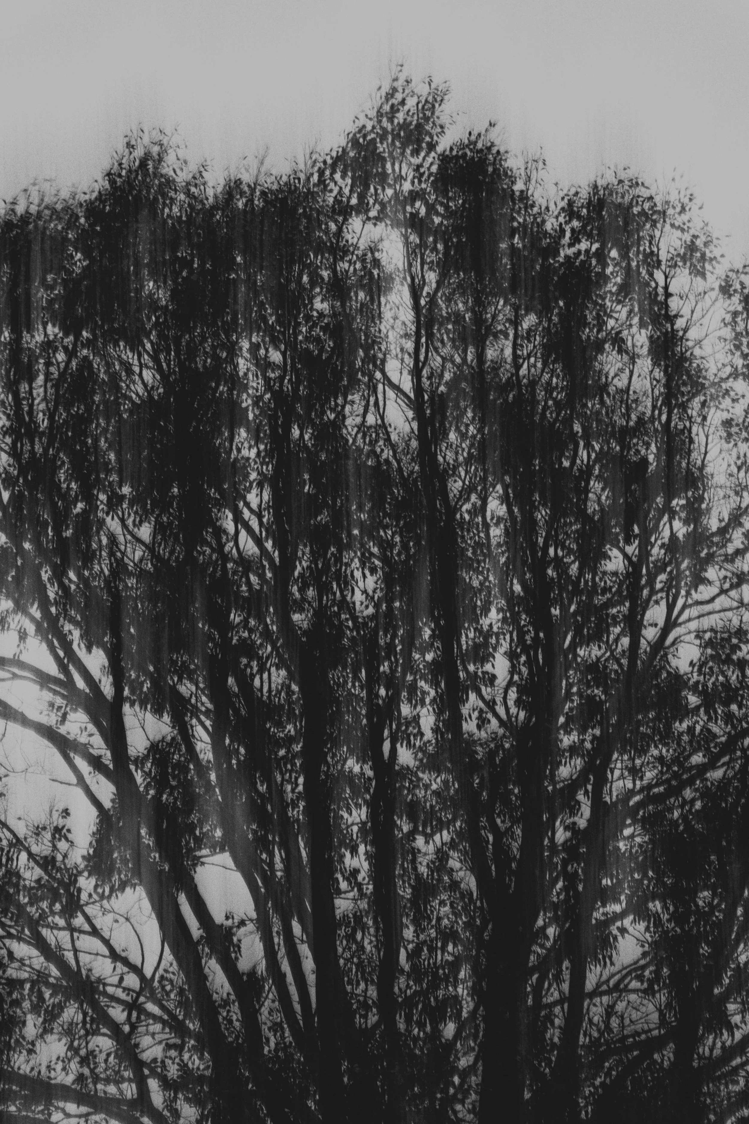  Abstract Woods in Cornwall, UK 