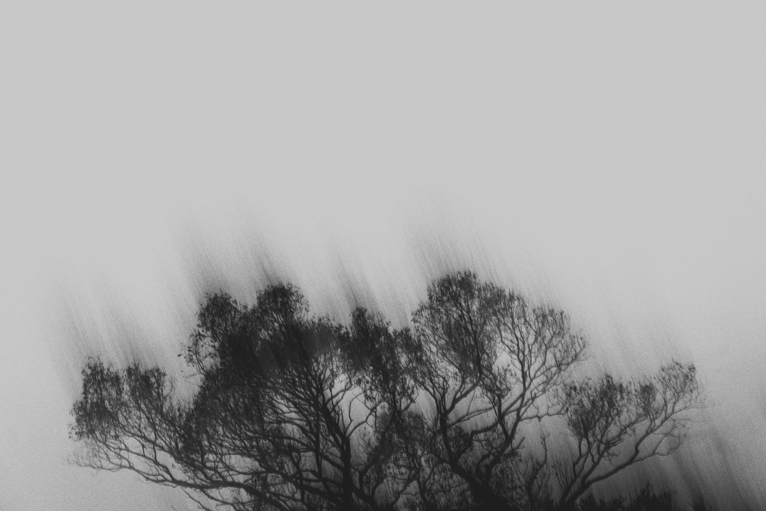  Abstract Woods in Cornwall, UK 