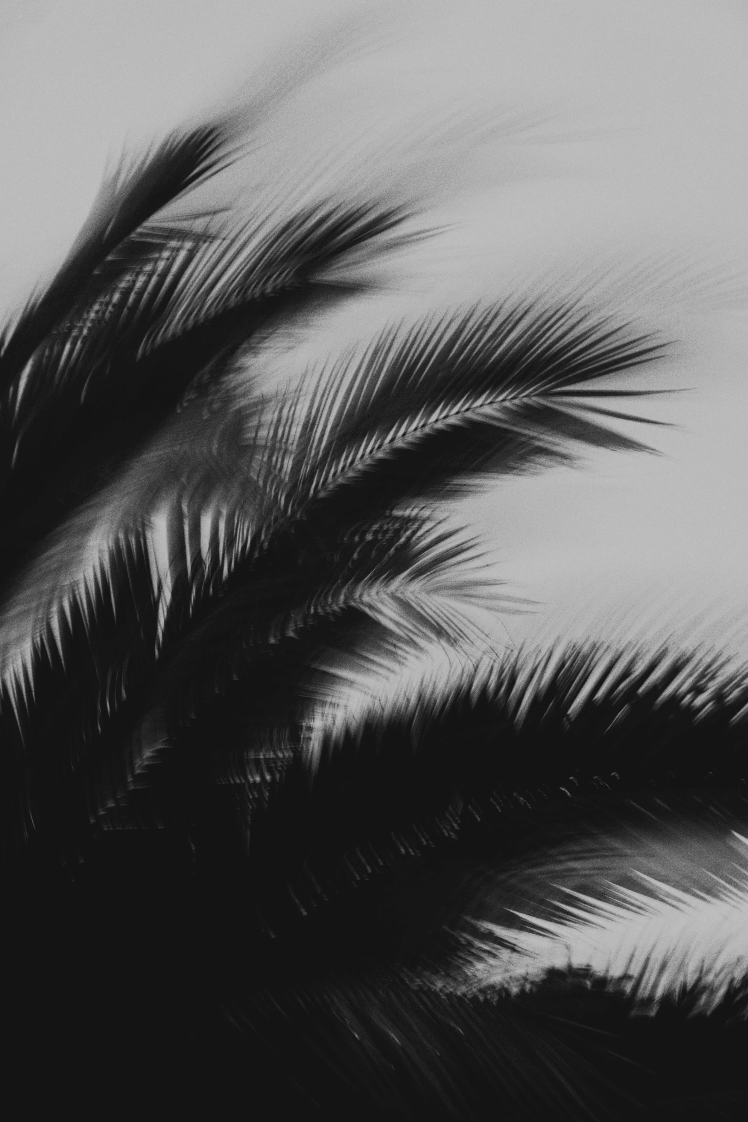 Abstract Woods in Cornwall, UK