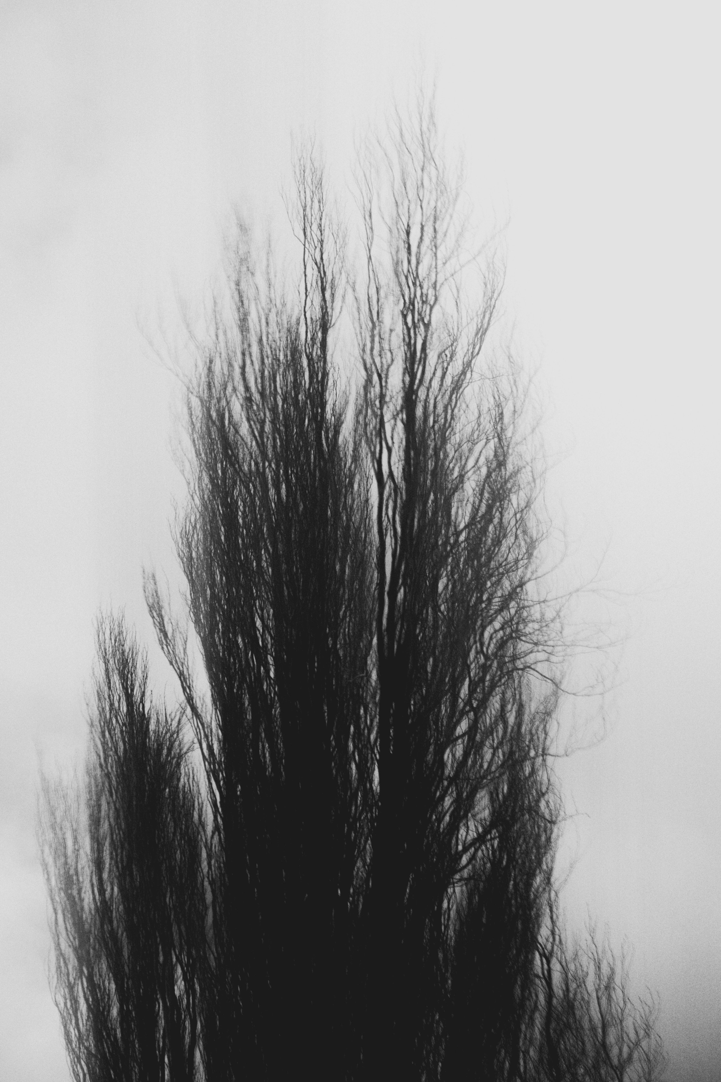  Abstract Woods in Cornwall, UK 
