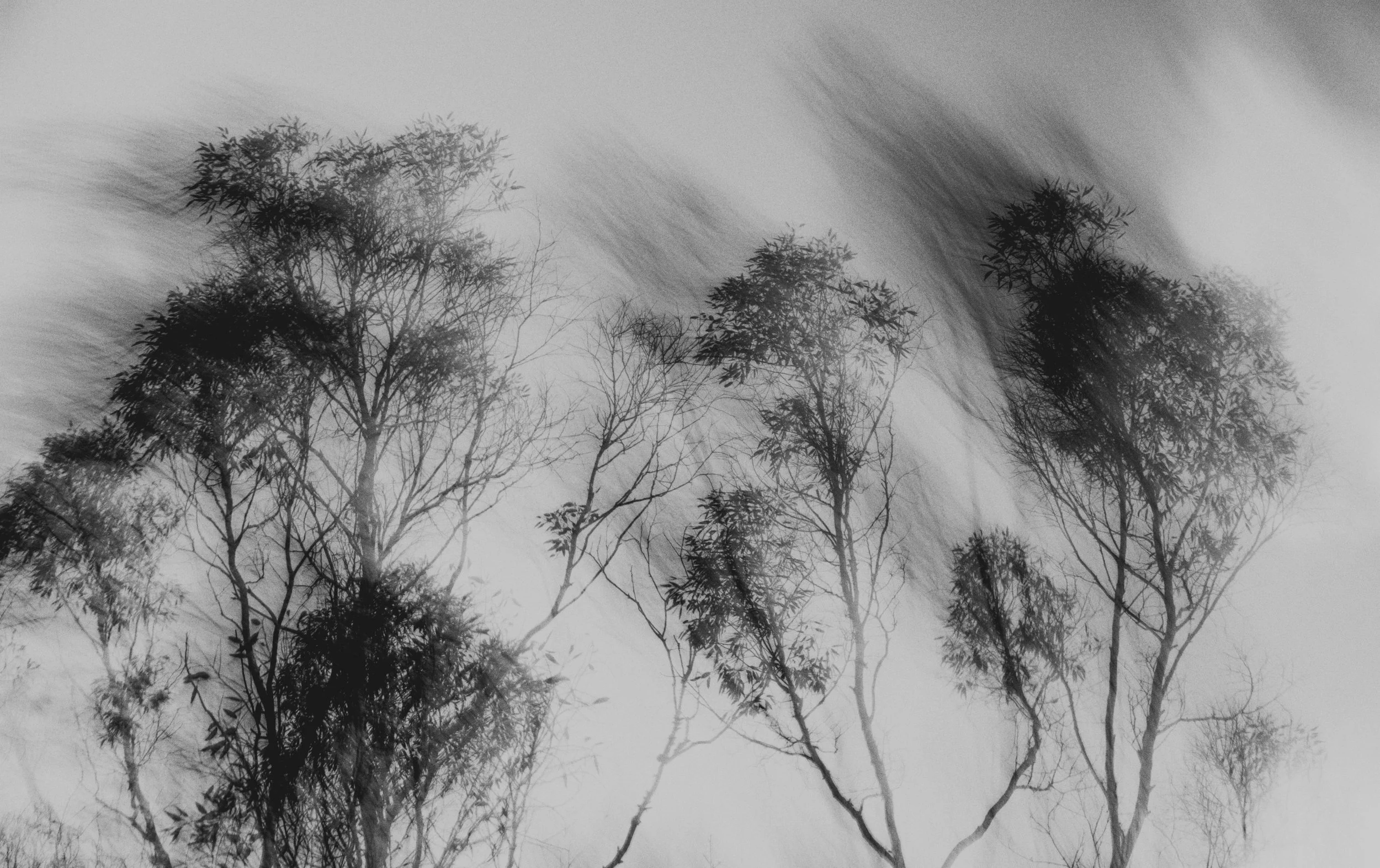 Abstract Woods in Cornwall, UK