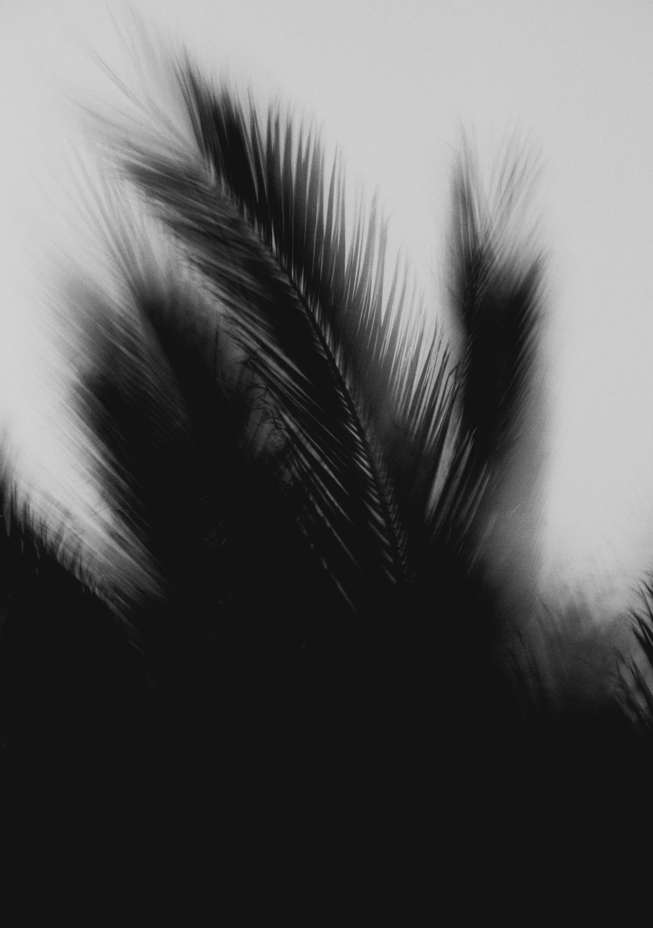  Abstract Woods in Cornwall, UK 