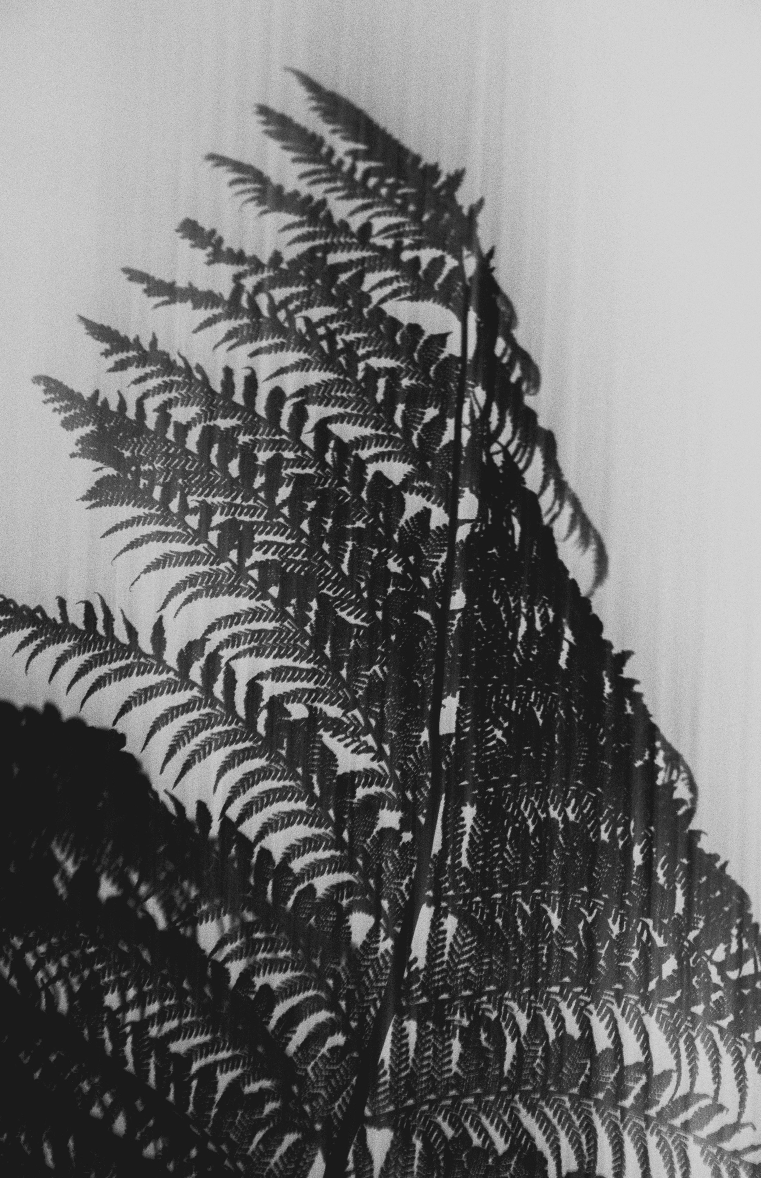  Abstract Woods in Cornwall, UK 