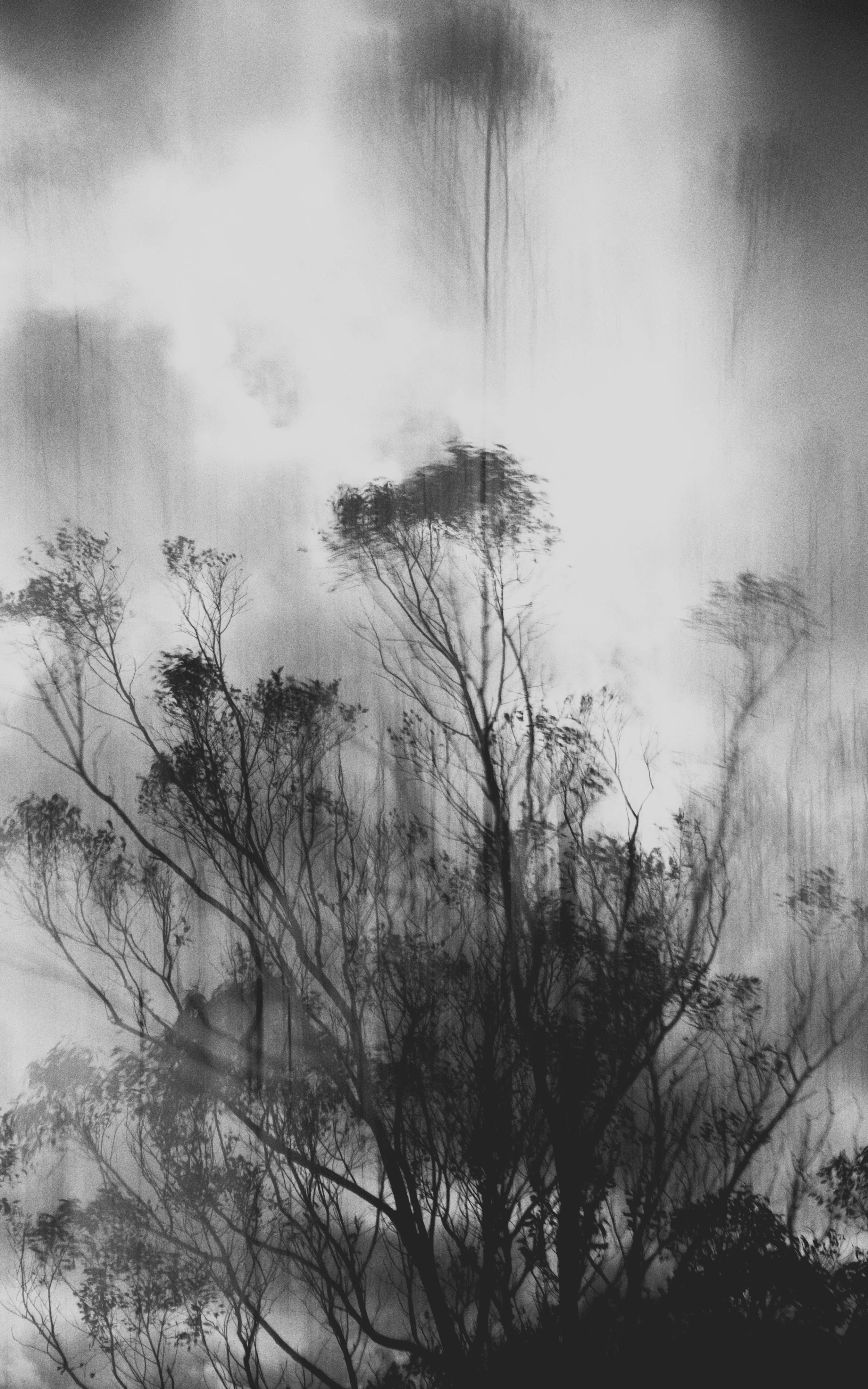 Abstract Woods in Cornwall, UK