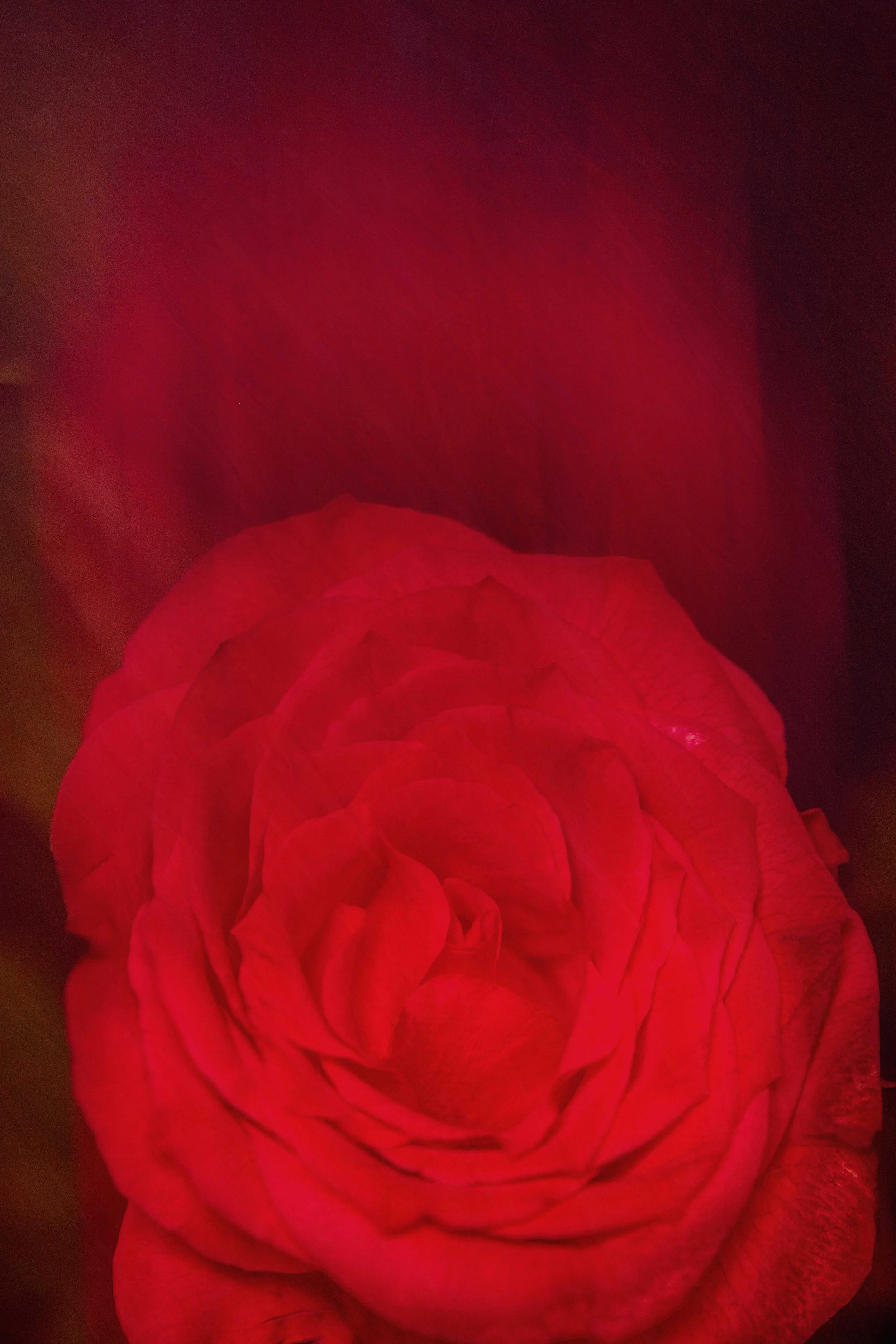  Flower Photography in Cornwall, UK 