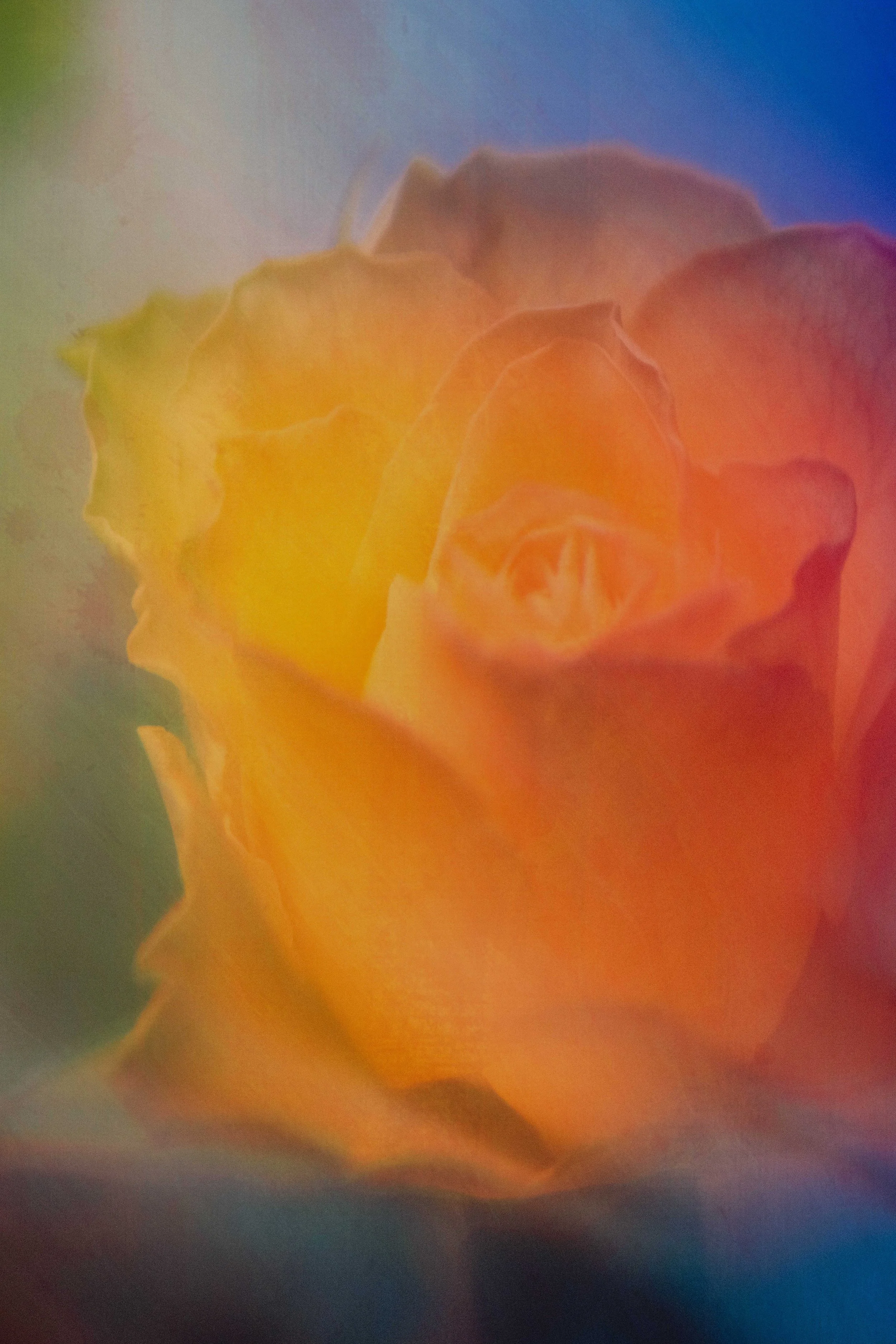  Flower Photography in Cornwall, UK 