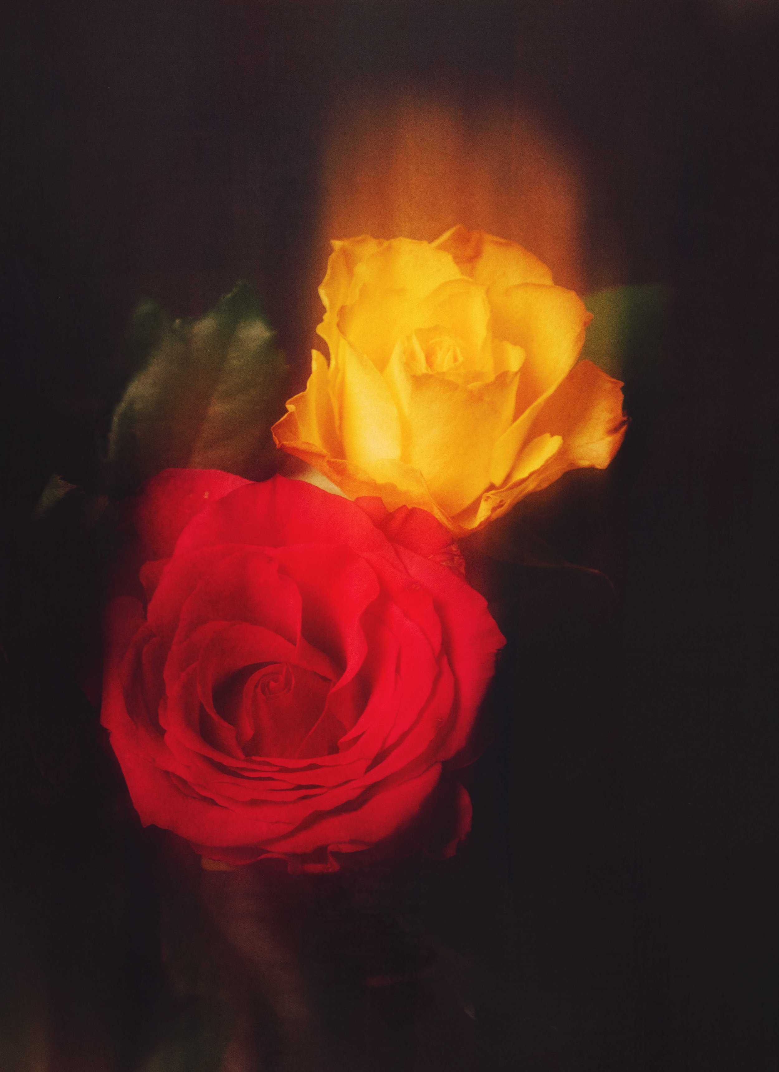 Flower Photography in Cornwall, UK