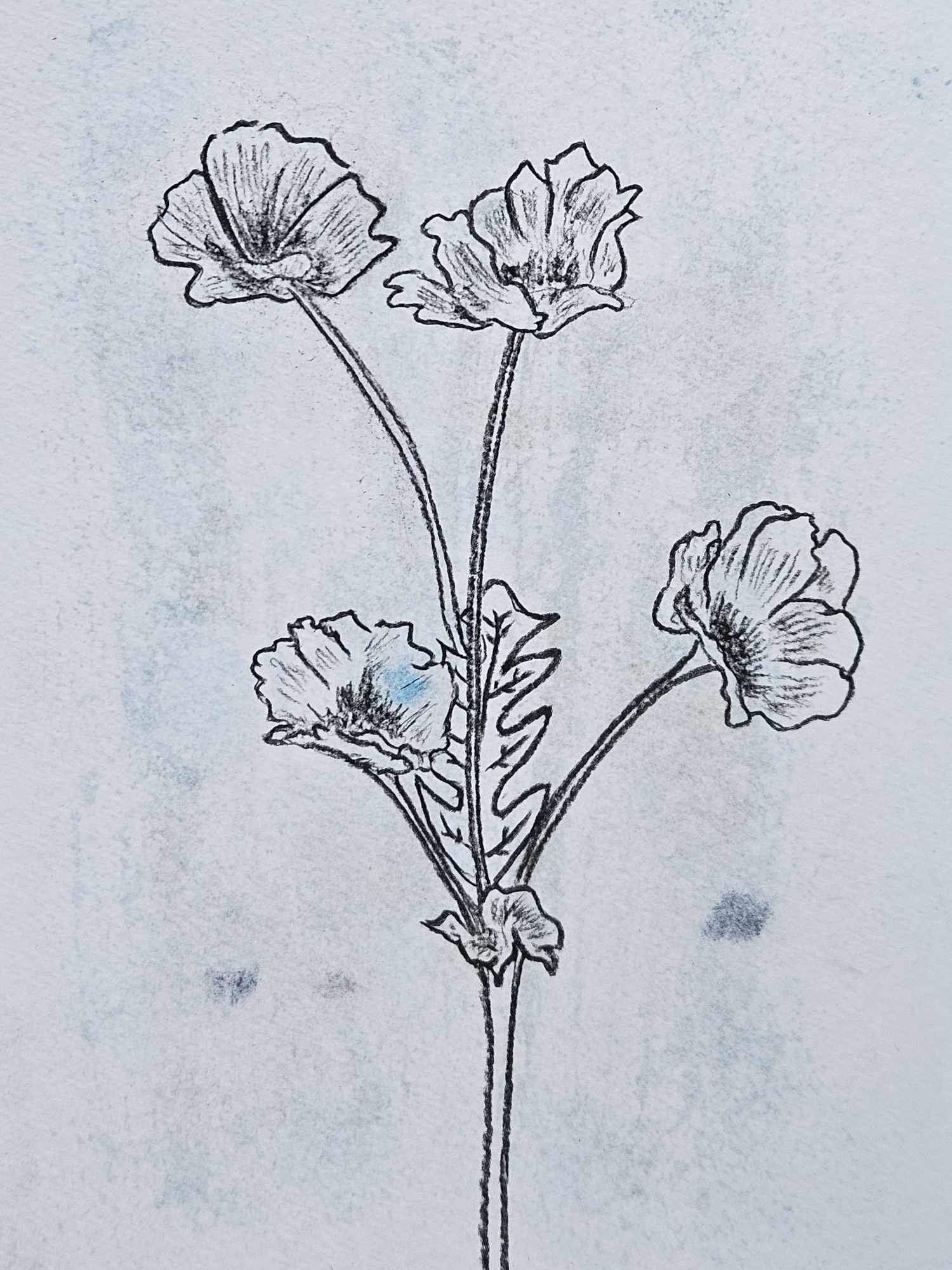  Drawings in Cornwall, UK 