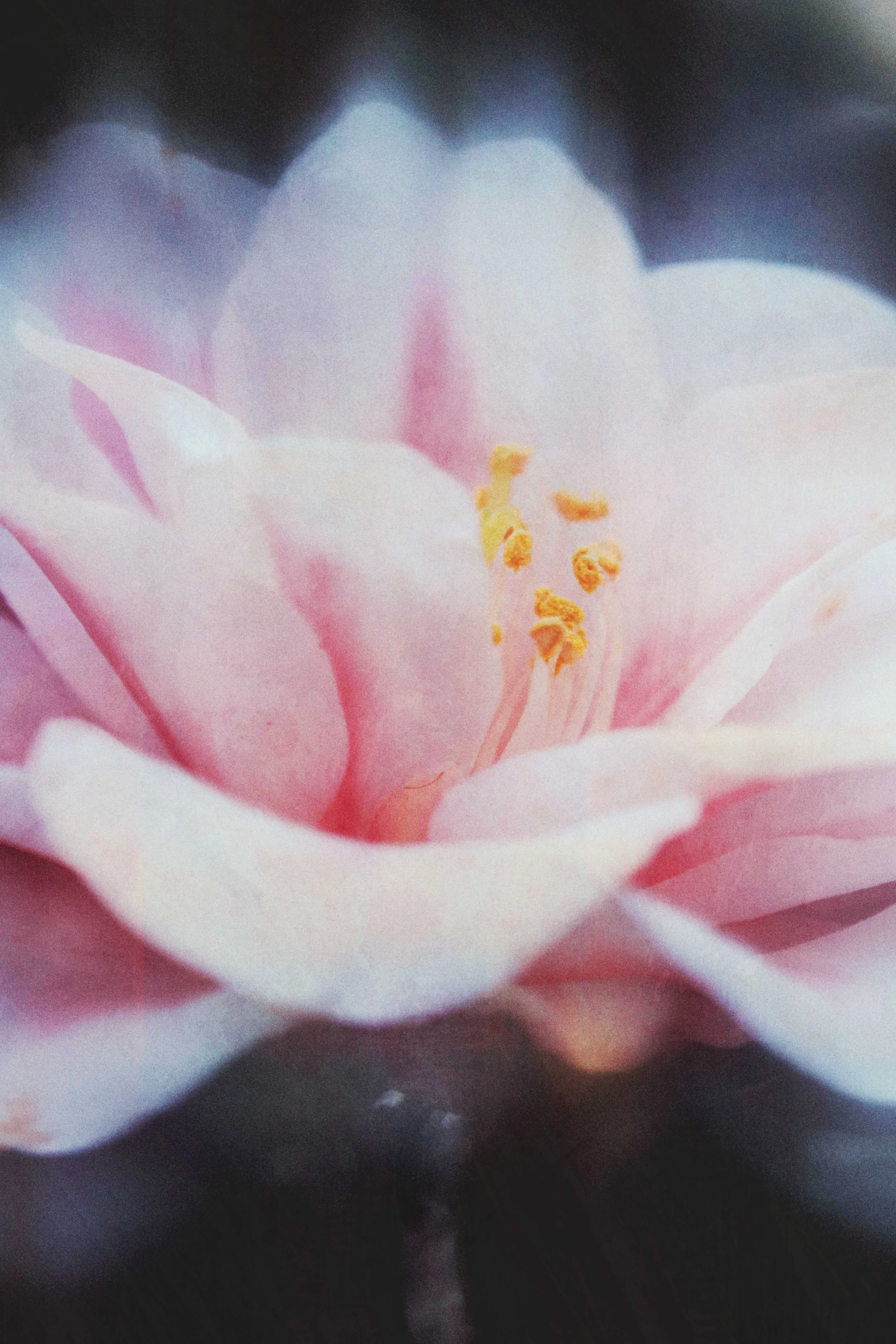  Flower Photography in Cornwall, UK 
