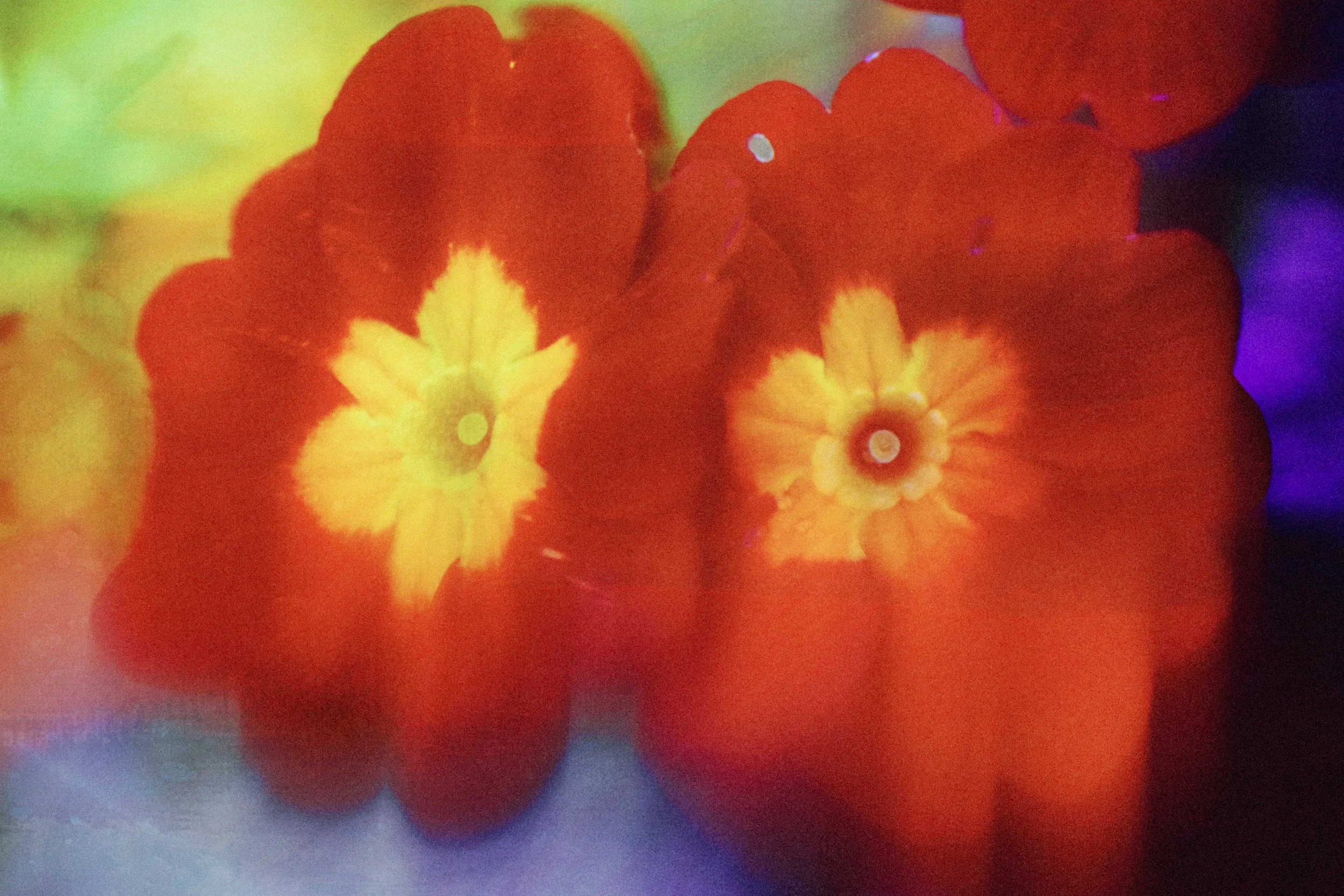  Flower Photography in Cornwall, UK 