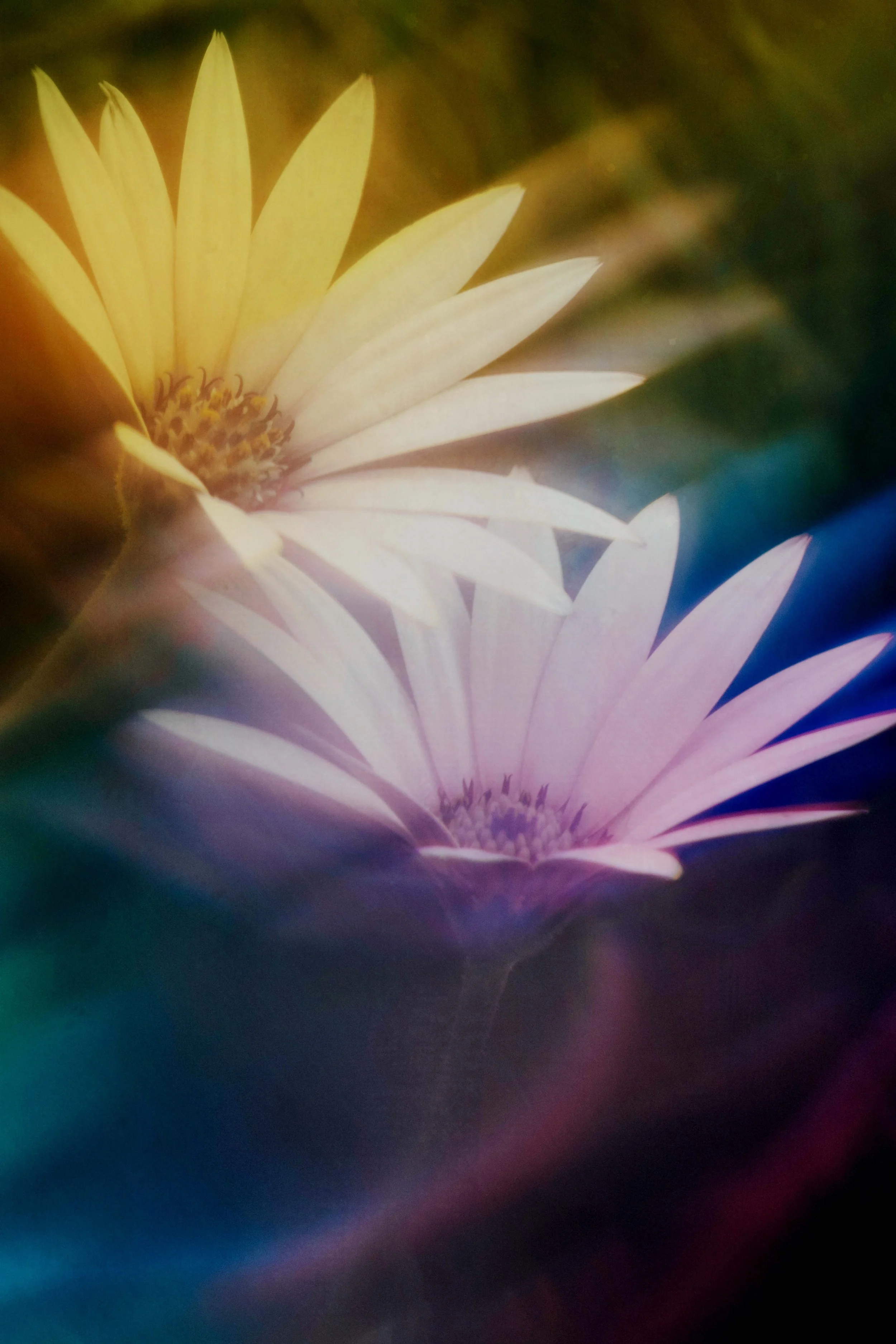  Flower Photography in Cornwall, UK 
