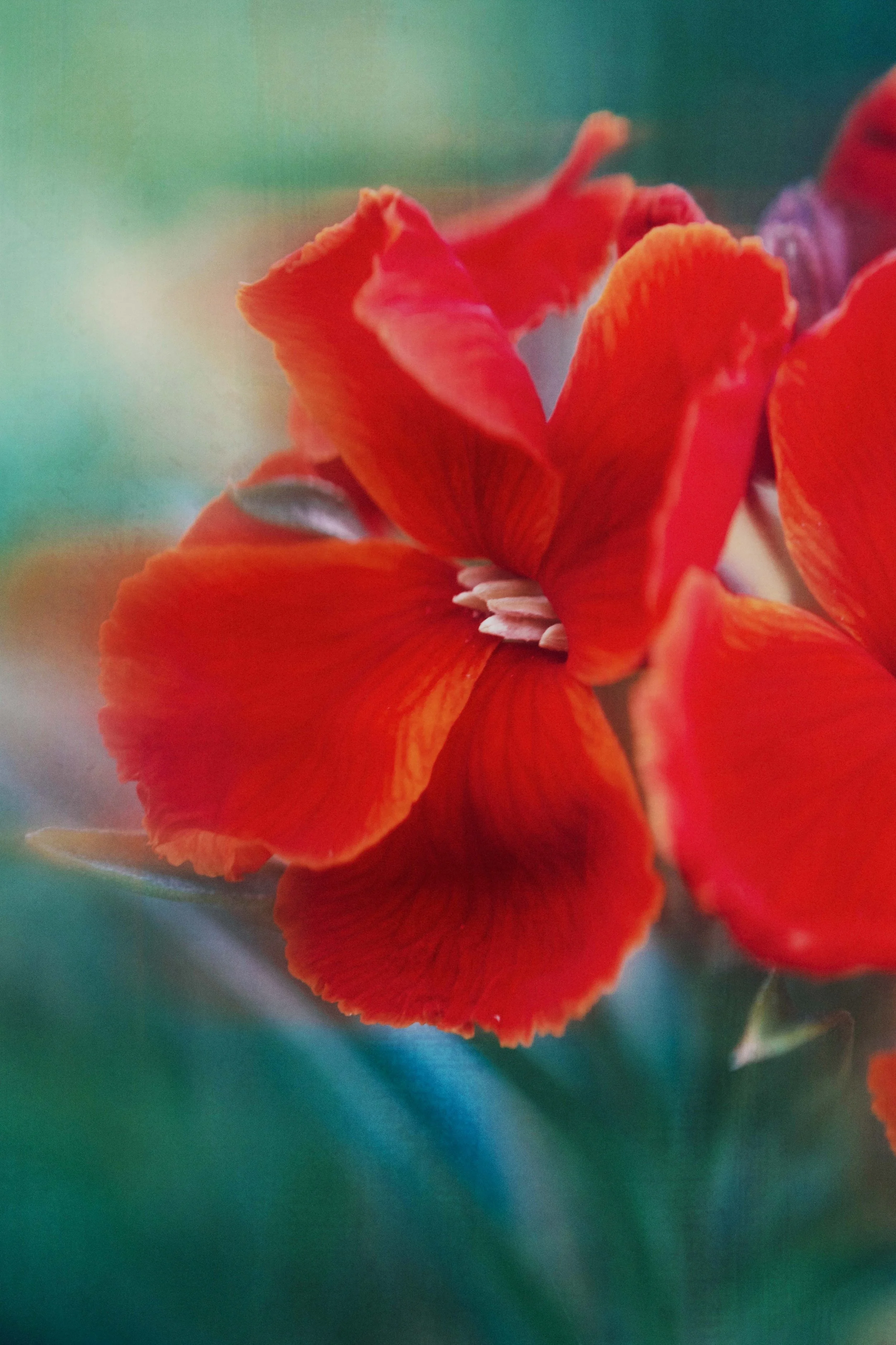  Flower Photography in Cornwall, UK 