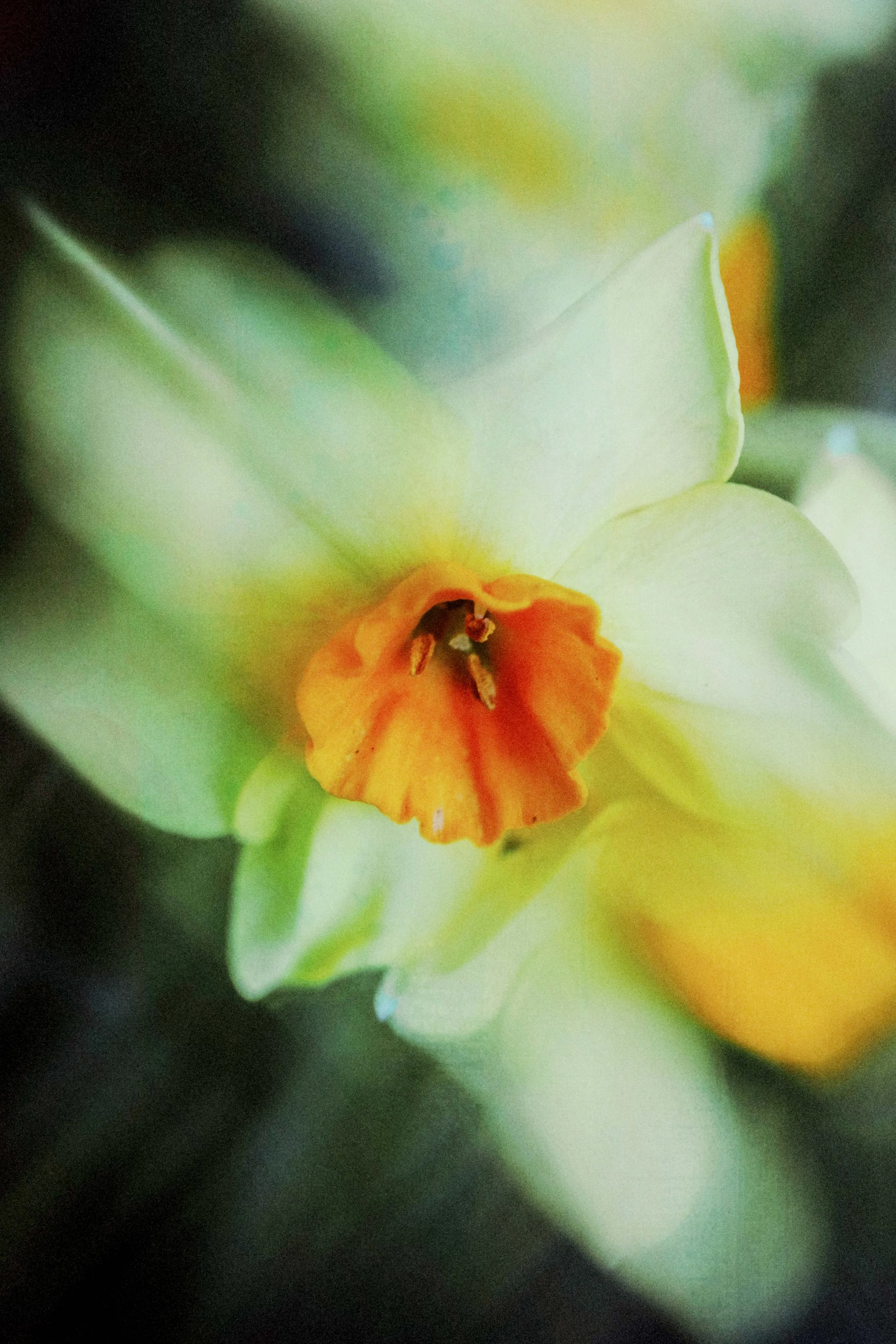  Flower Photography in Cornwall, UK 