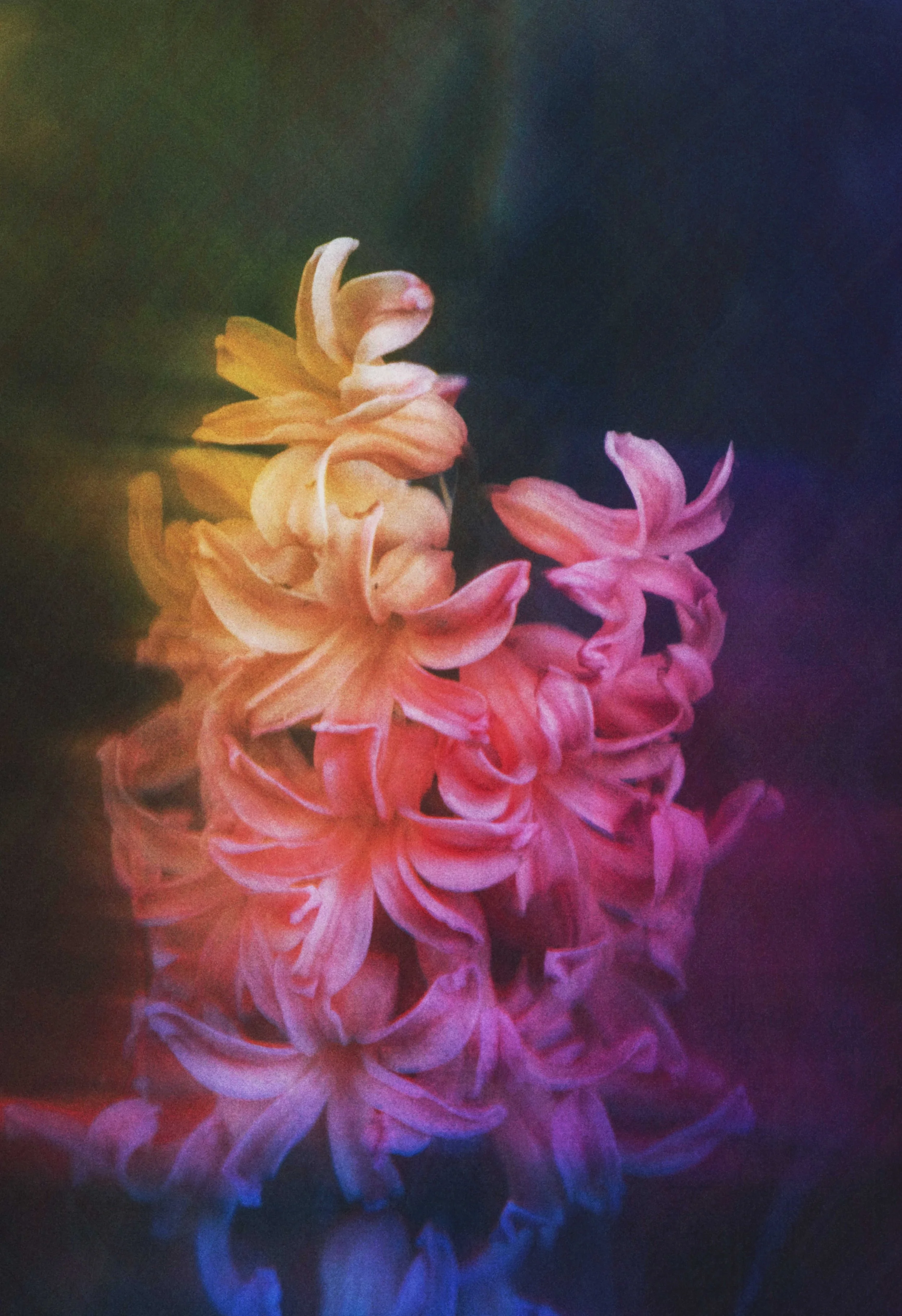  Flower Photography in Cornwall, UK 