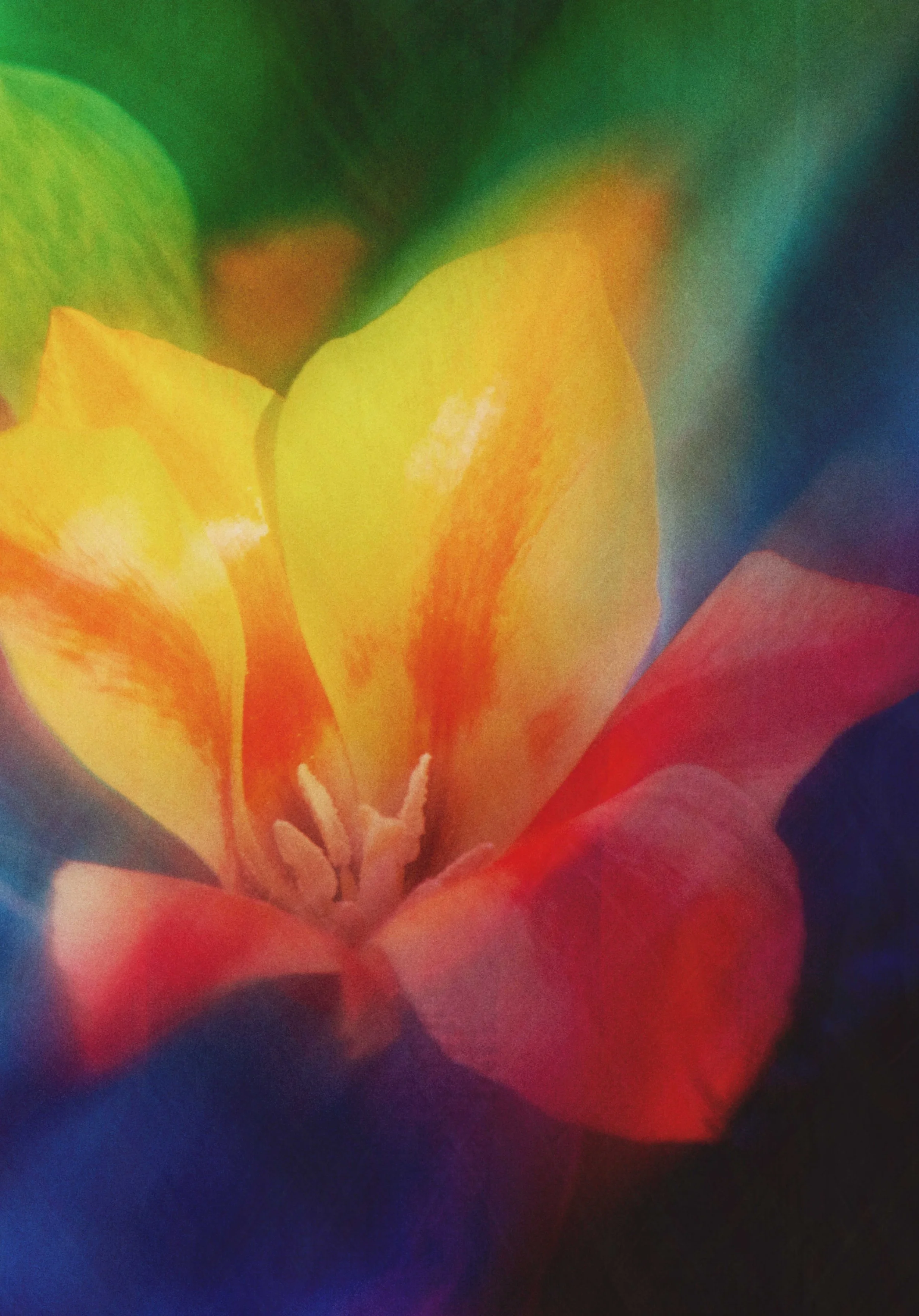  Flower Photography in Cornwall, UK 