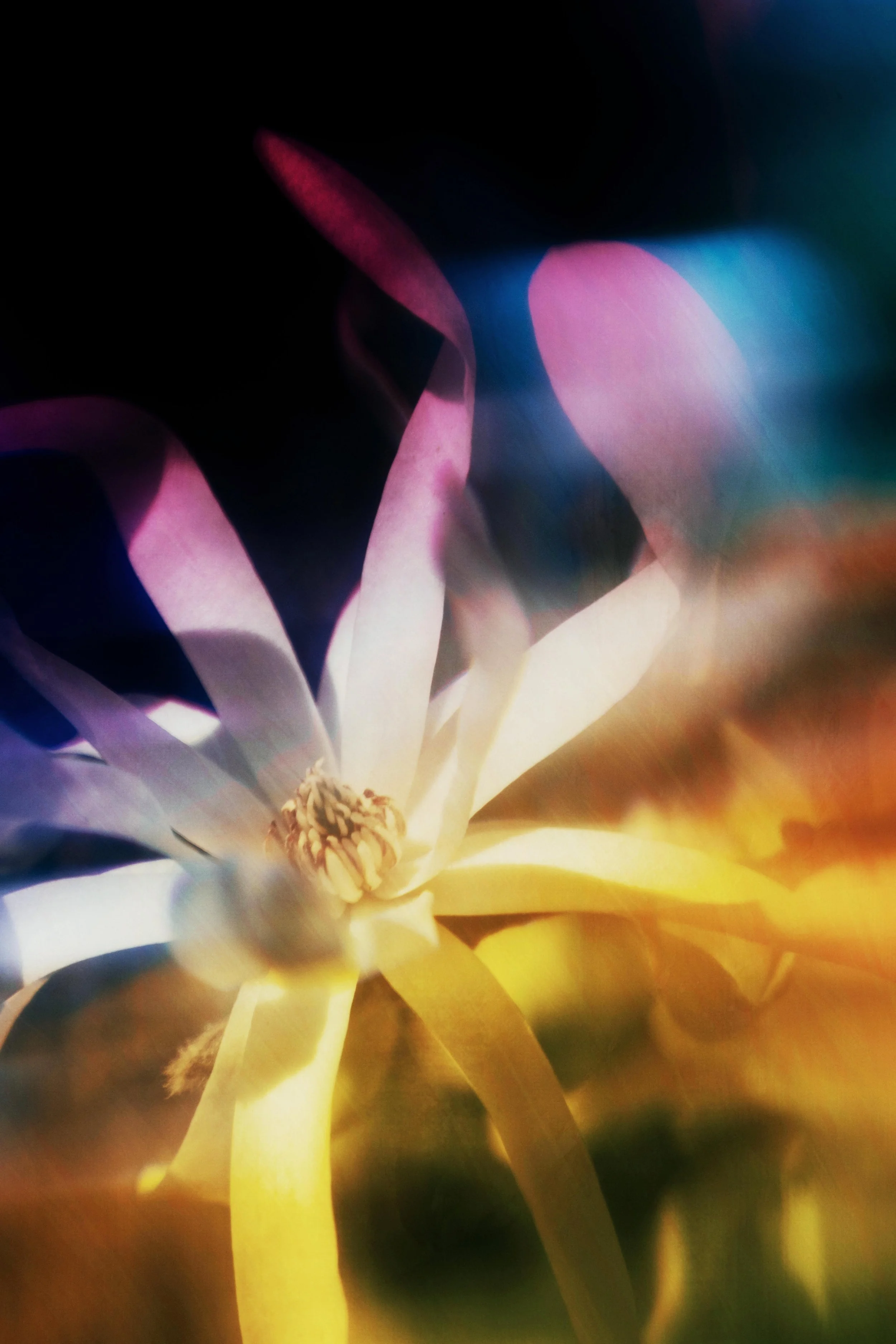  Flower Photography in Cornwall, UK 