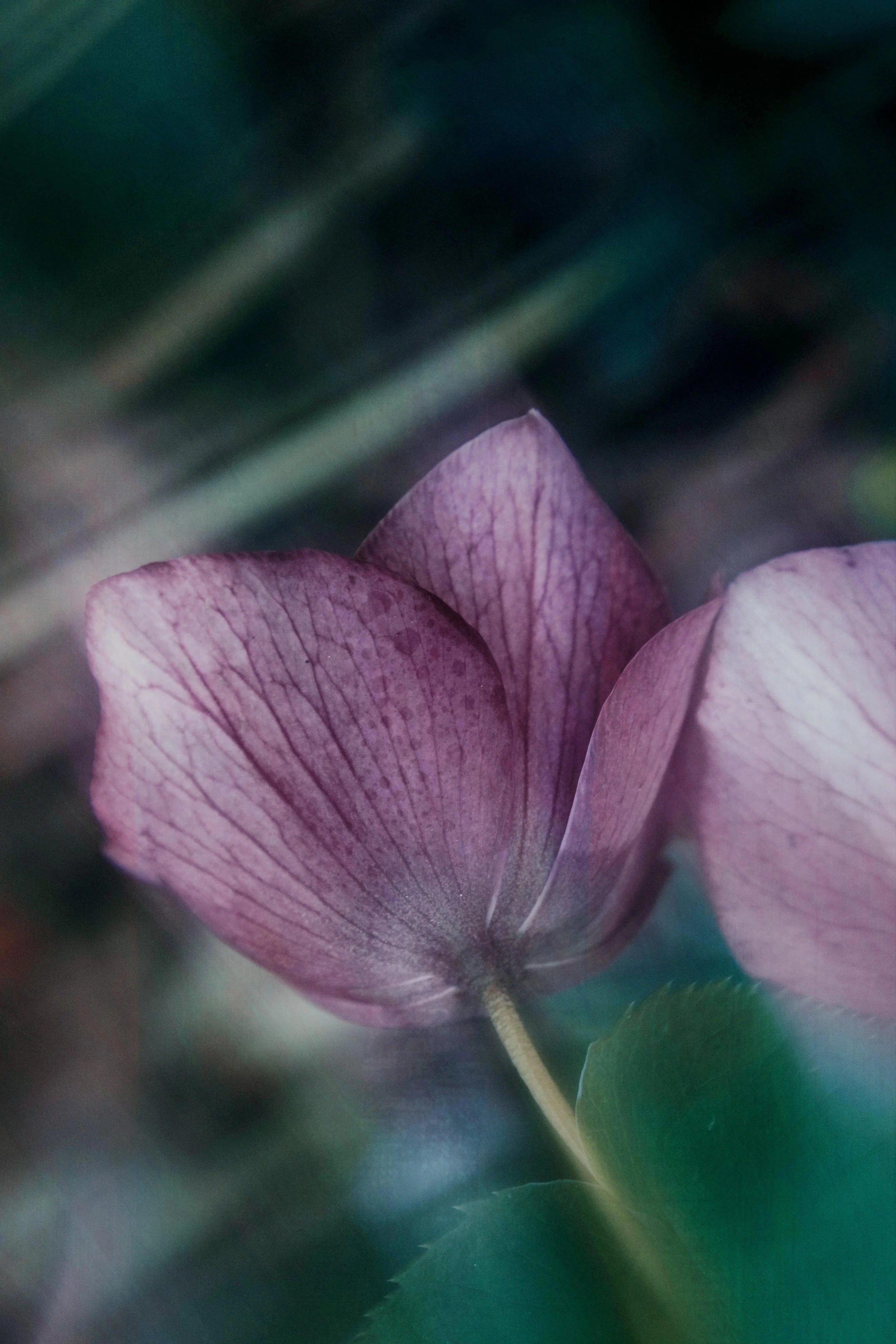  Flower Photography in Cornwall, UK 