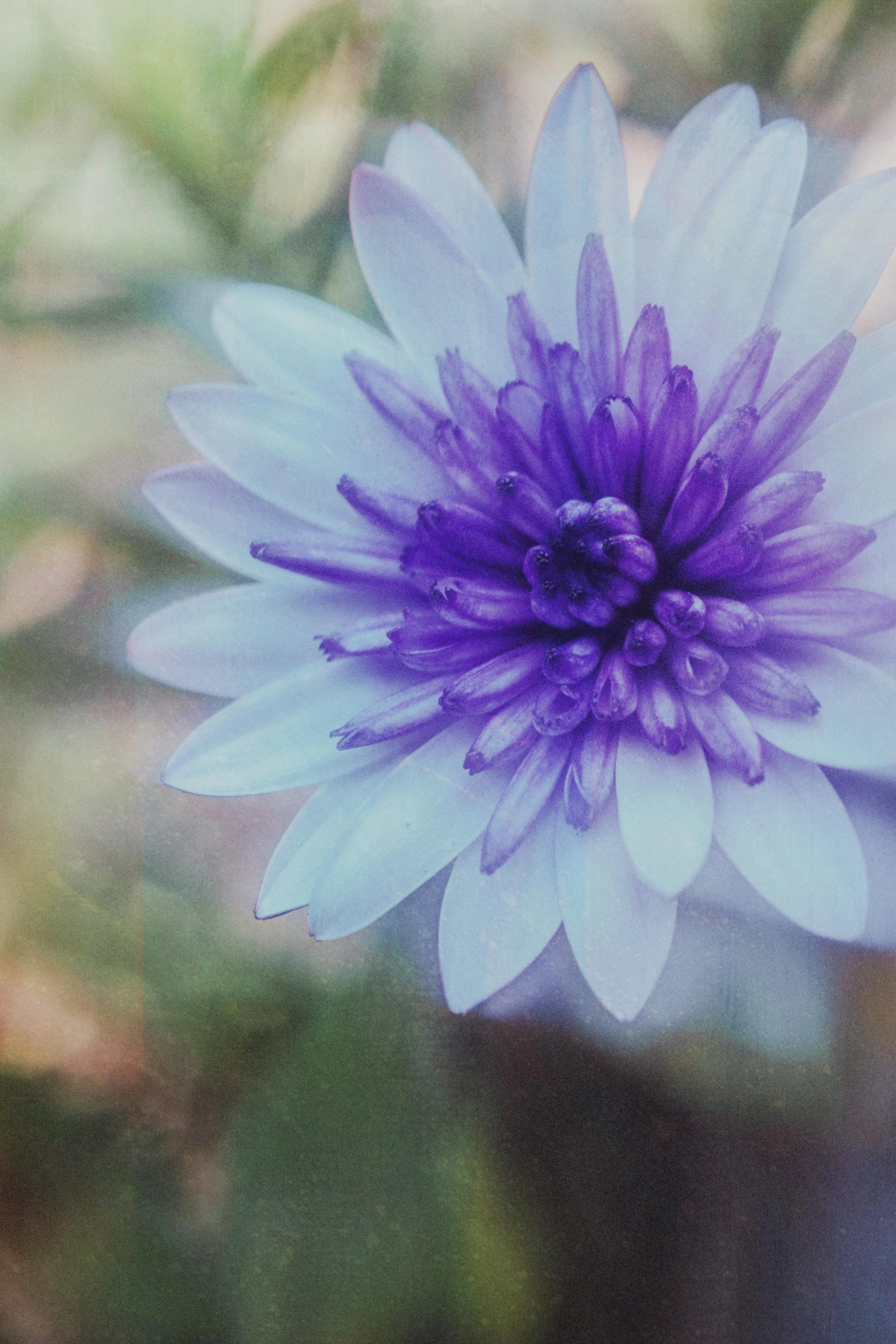 Flower Photography in Cornwall, UK