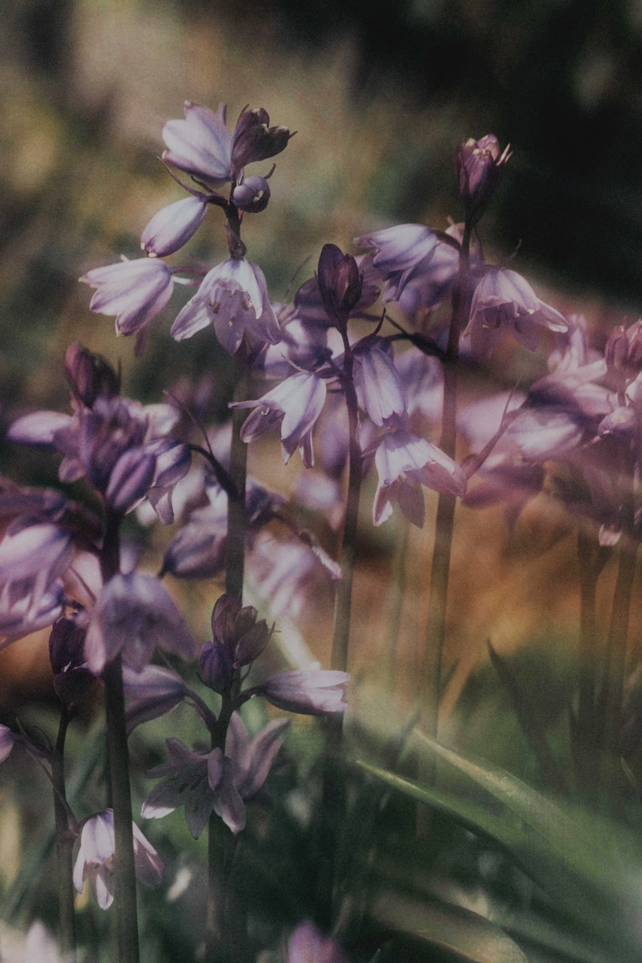  Flower Photography in Cornwall, UK 