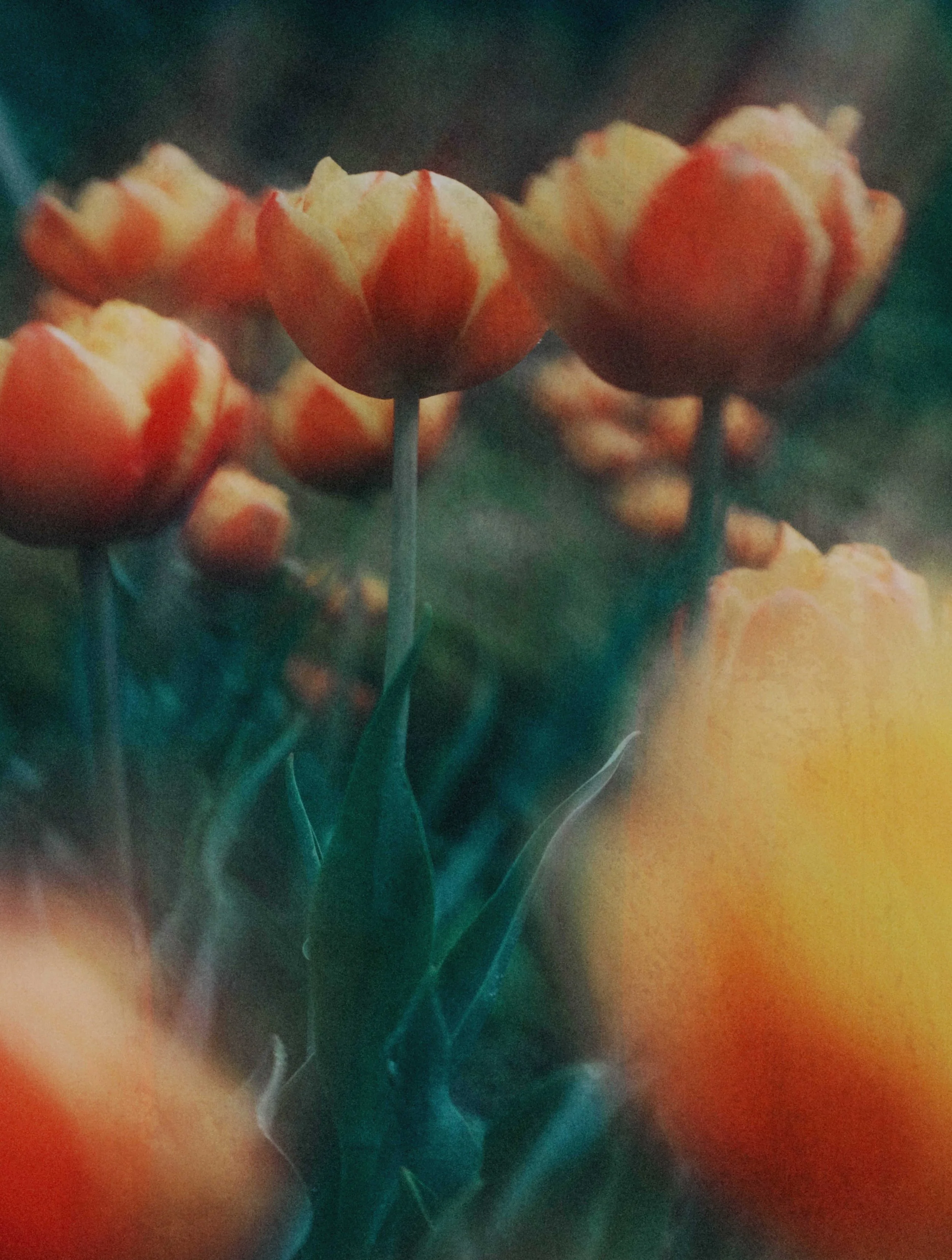  Flower Photography in Cornwall, UK 
