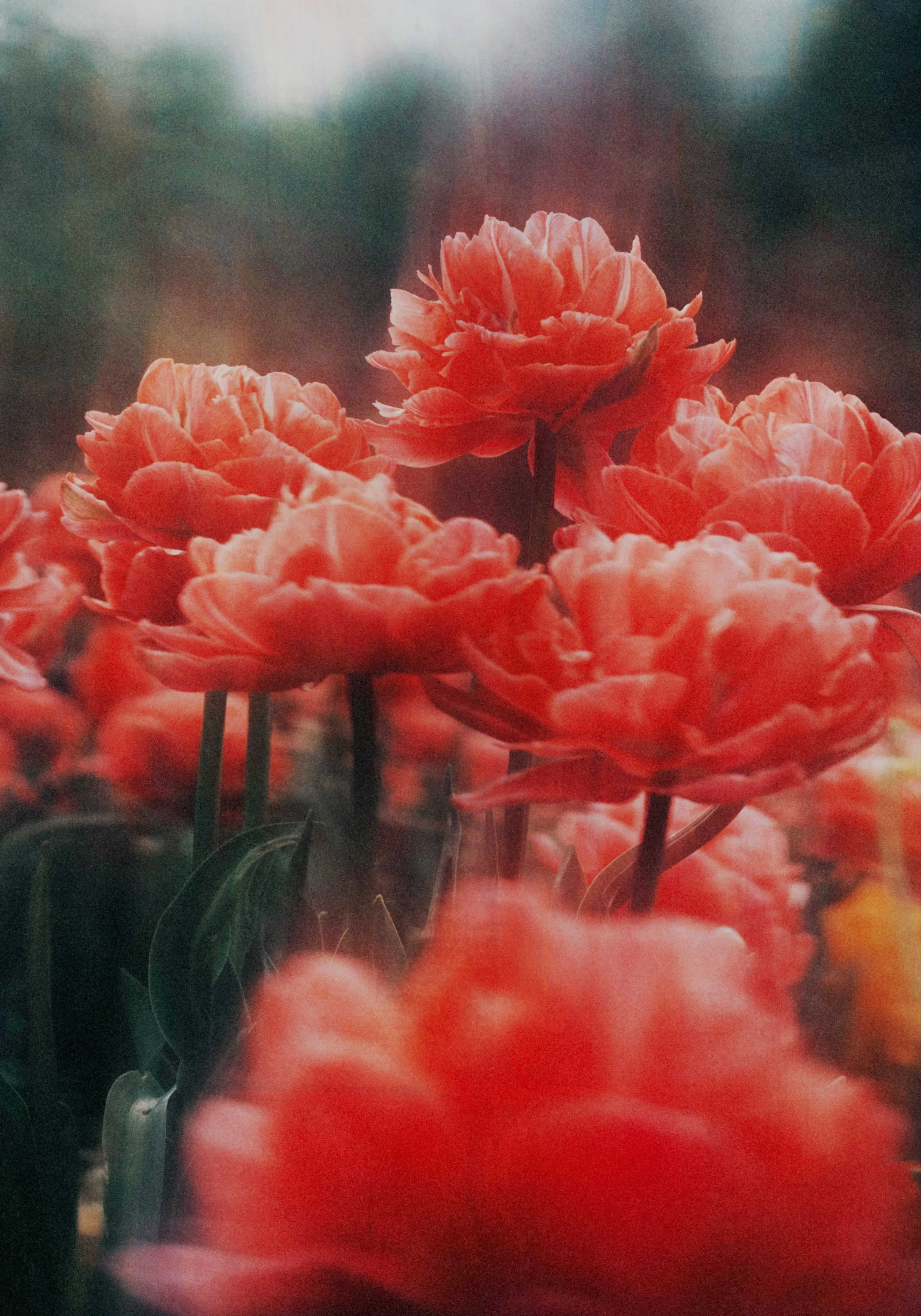 Flower Photography in Cornwall, UK
